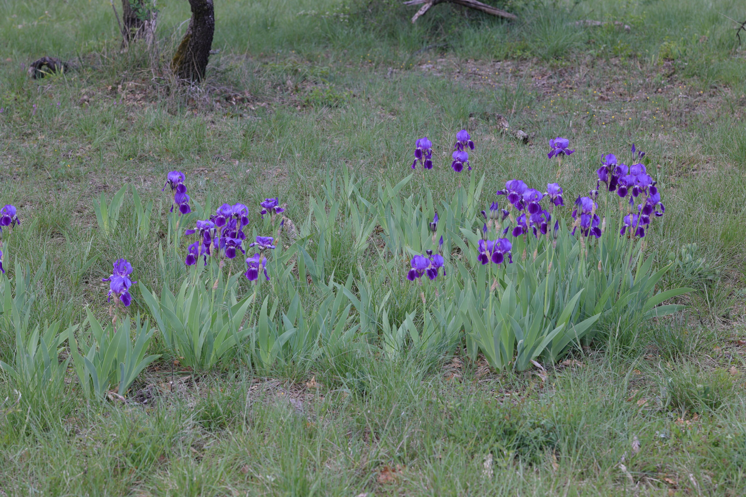 Afficher le média iris_x_germanica1md iris_x_germanica1md