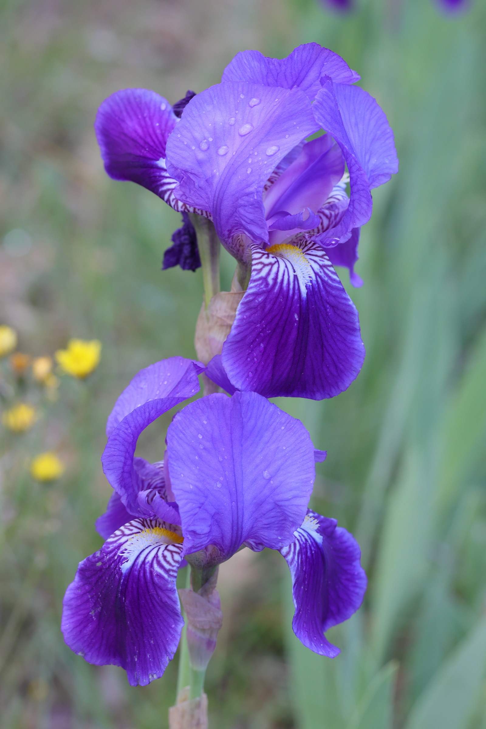 Afficher le média iris_x_germanica2md iris_x_germanica2md