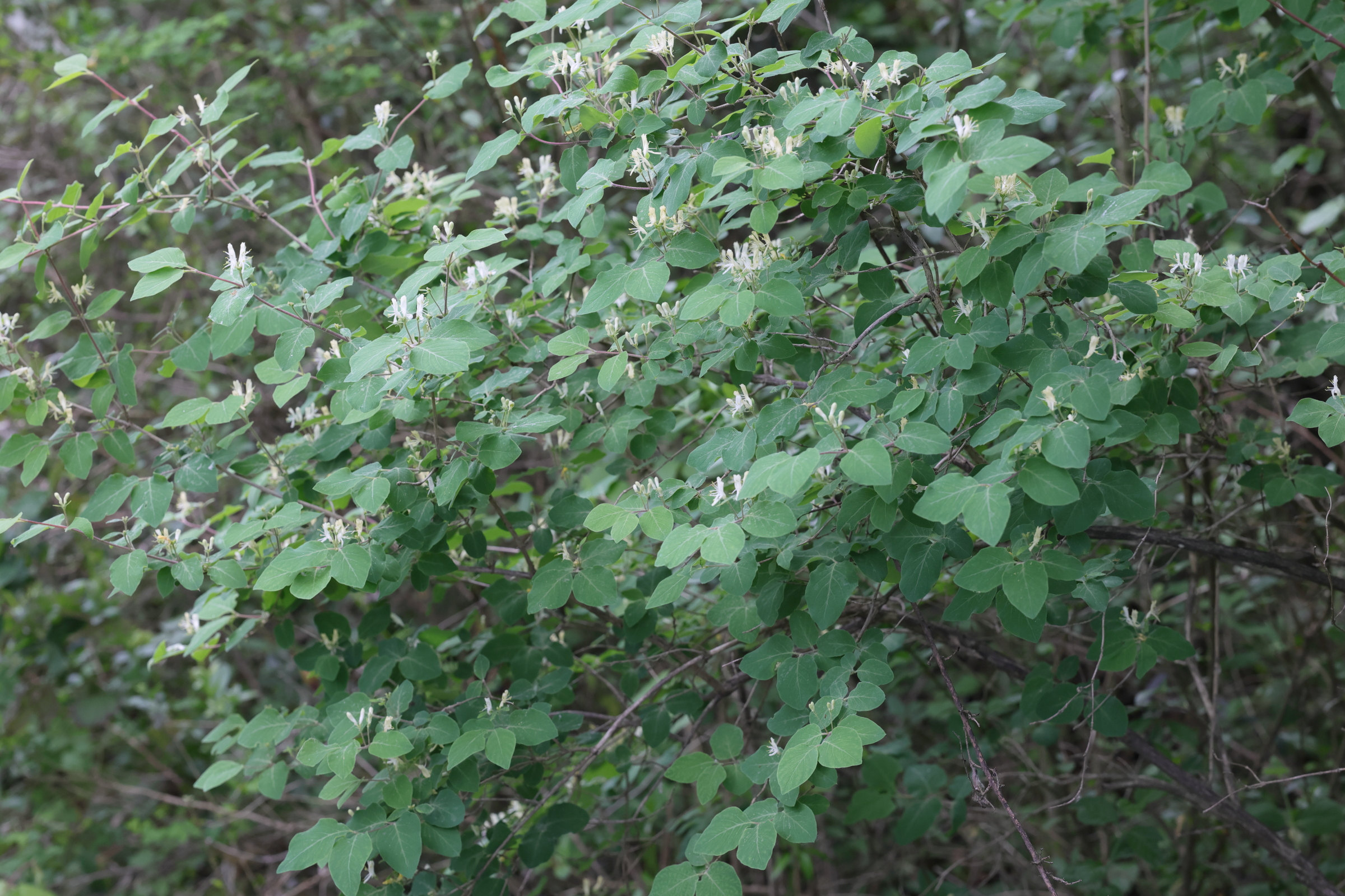 lonicera_xylosteum1md
