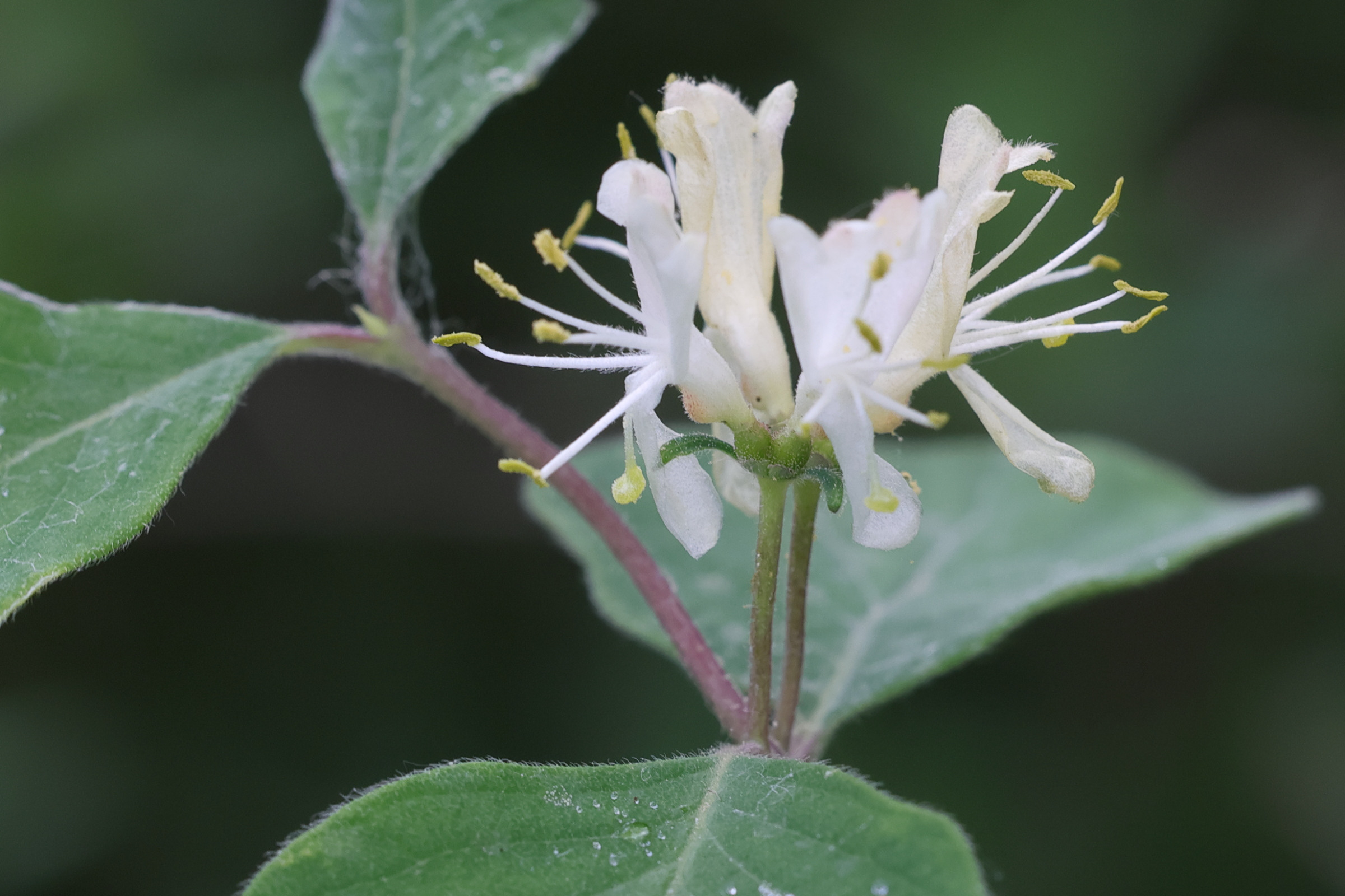 lonicera_xylosteum3md