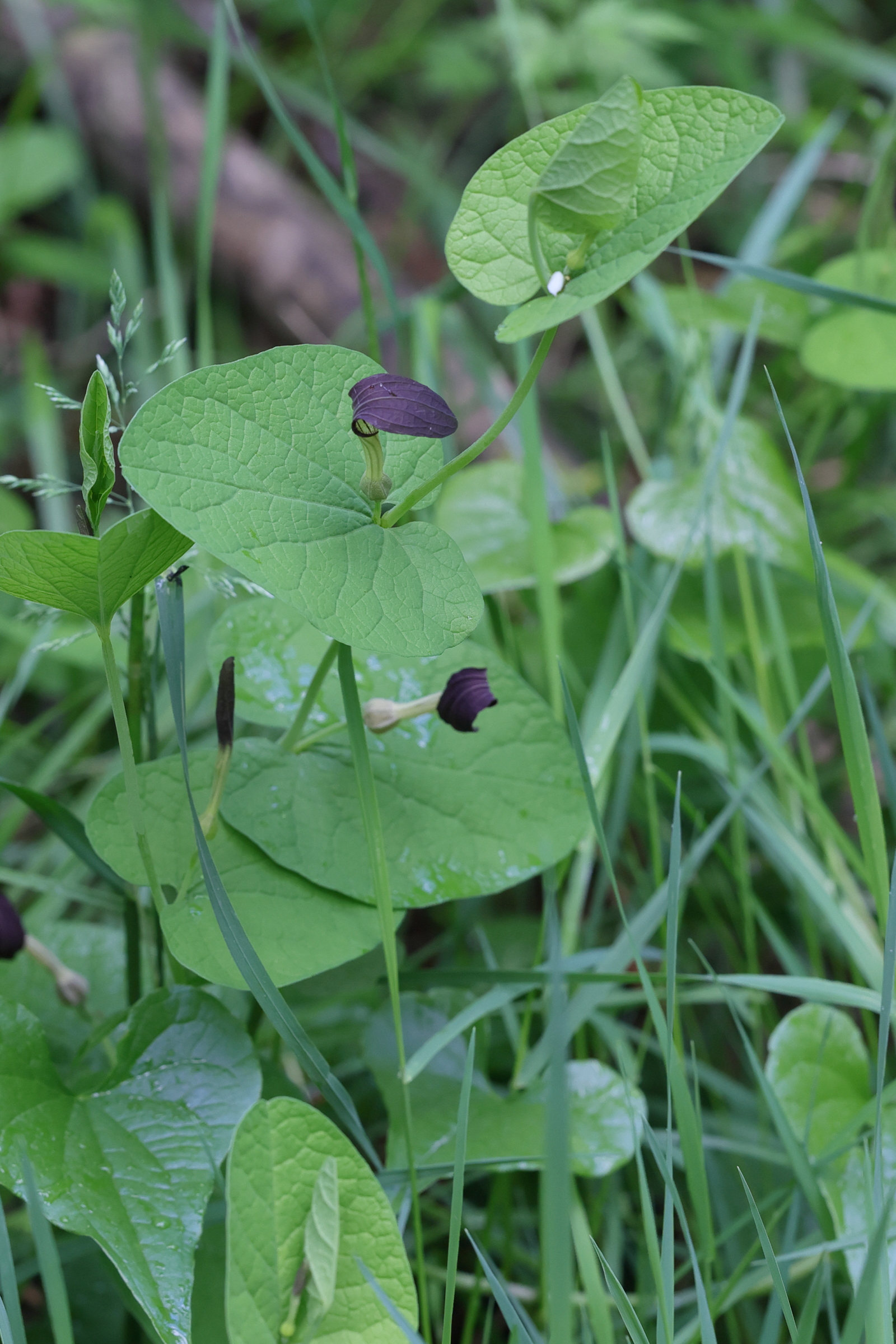 Afficher le média aristolochia_rotunda1md aristolochia_rotunda1md