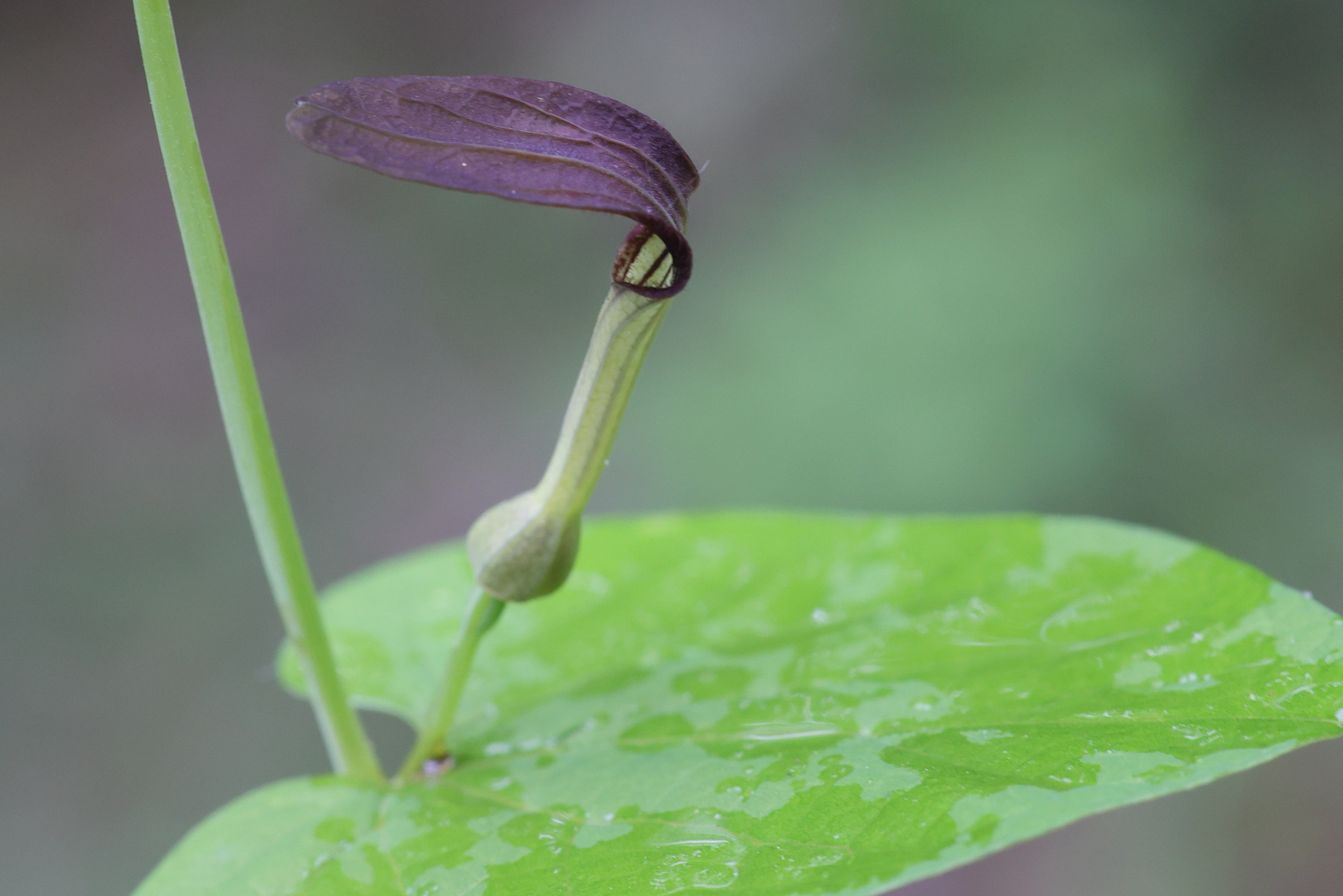 Afficher le média aristolochia_rotunda4md aristolochia_rotunda4md