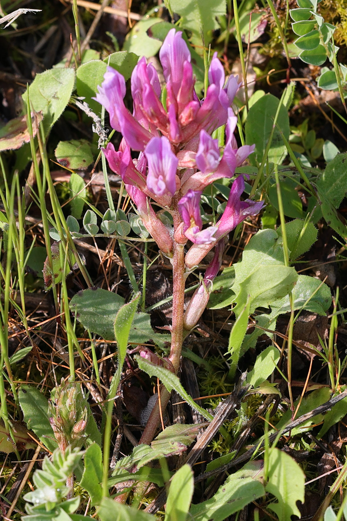 Afficher le média astragalus_monspessulanus4md astragalus_monspessulanus4md