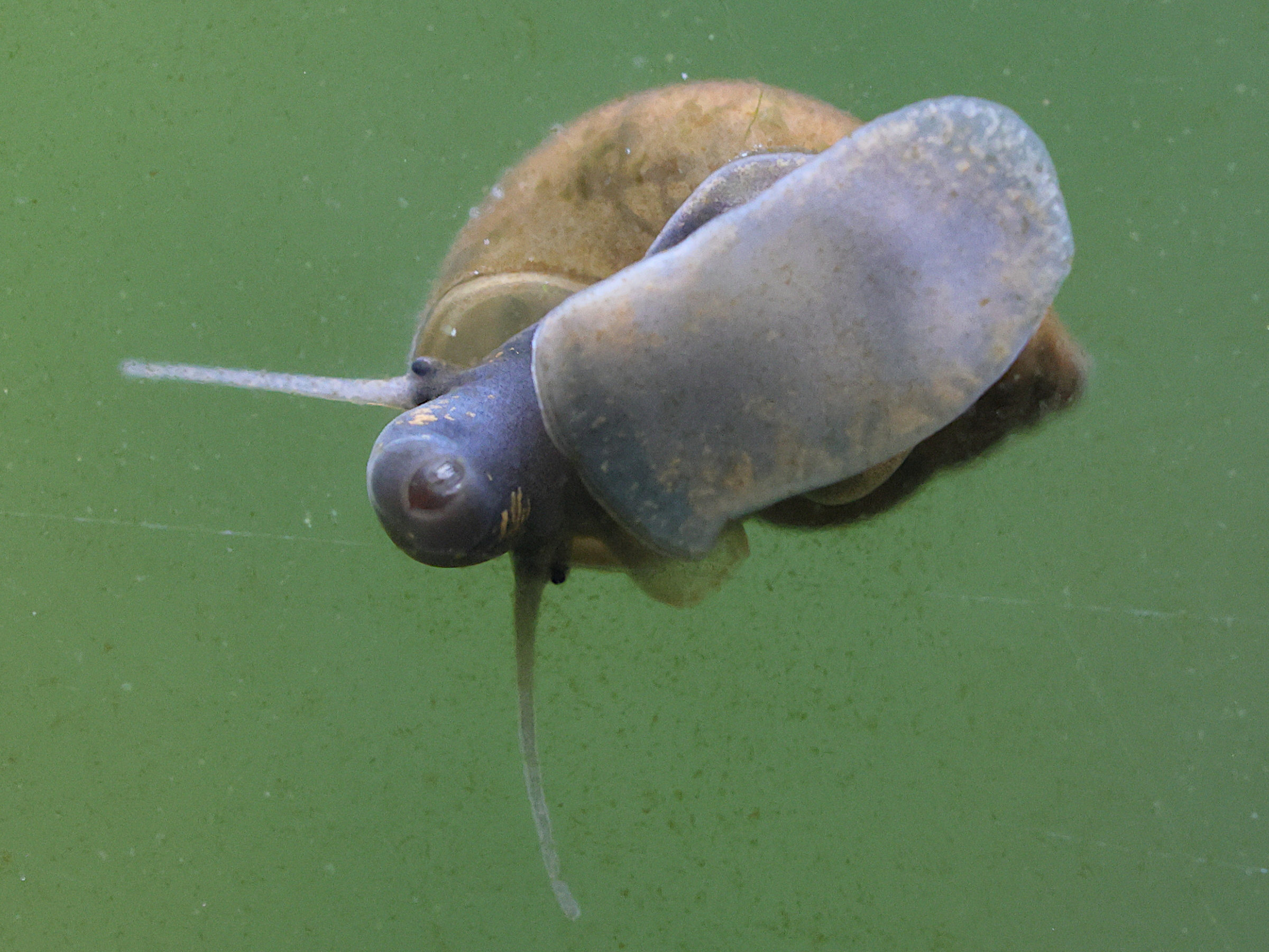 lymnaea_stagnalis6md