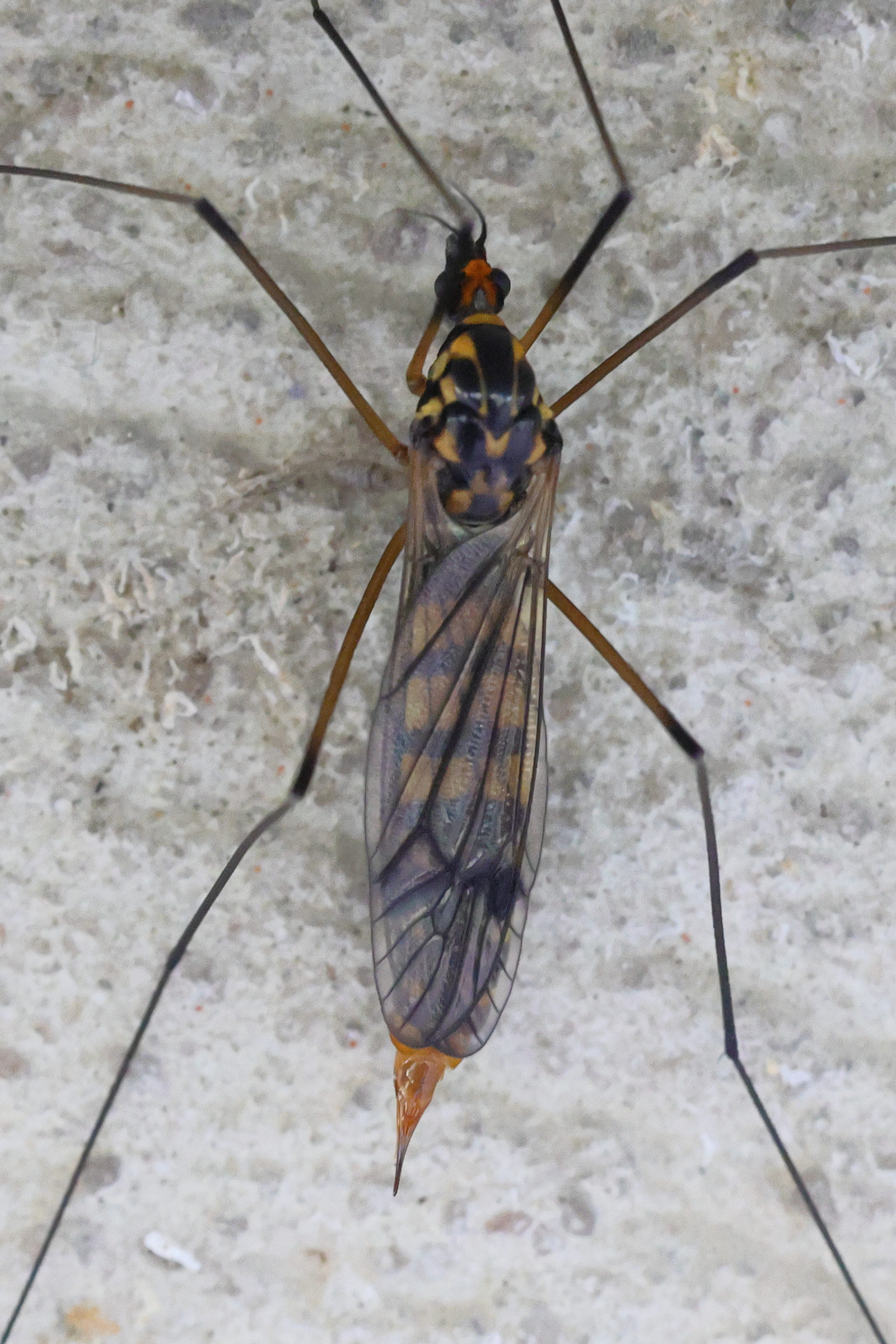 nephrotoma_crocata5md