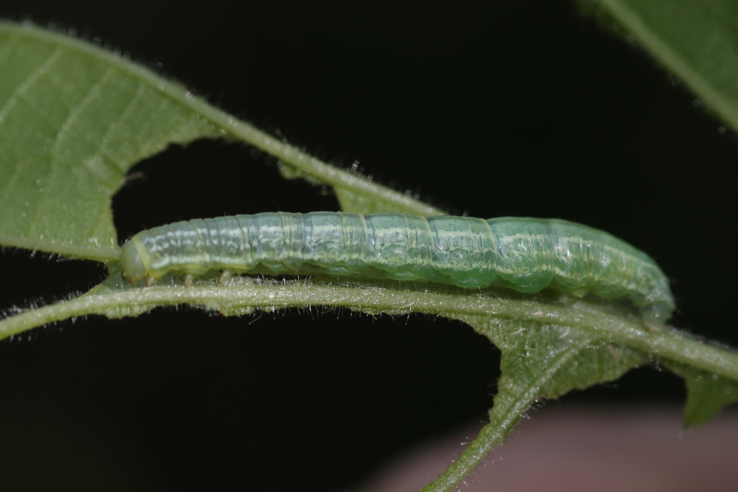 operophtera_brumata_ch1md