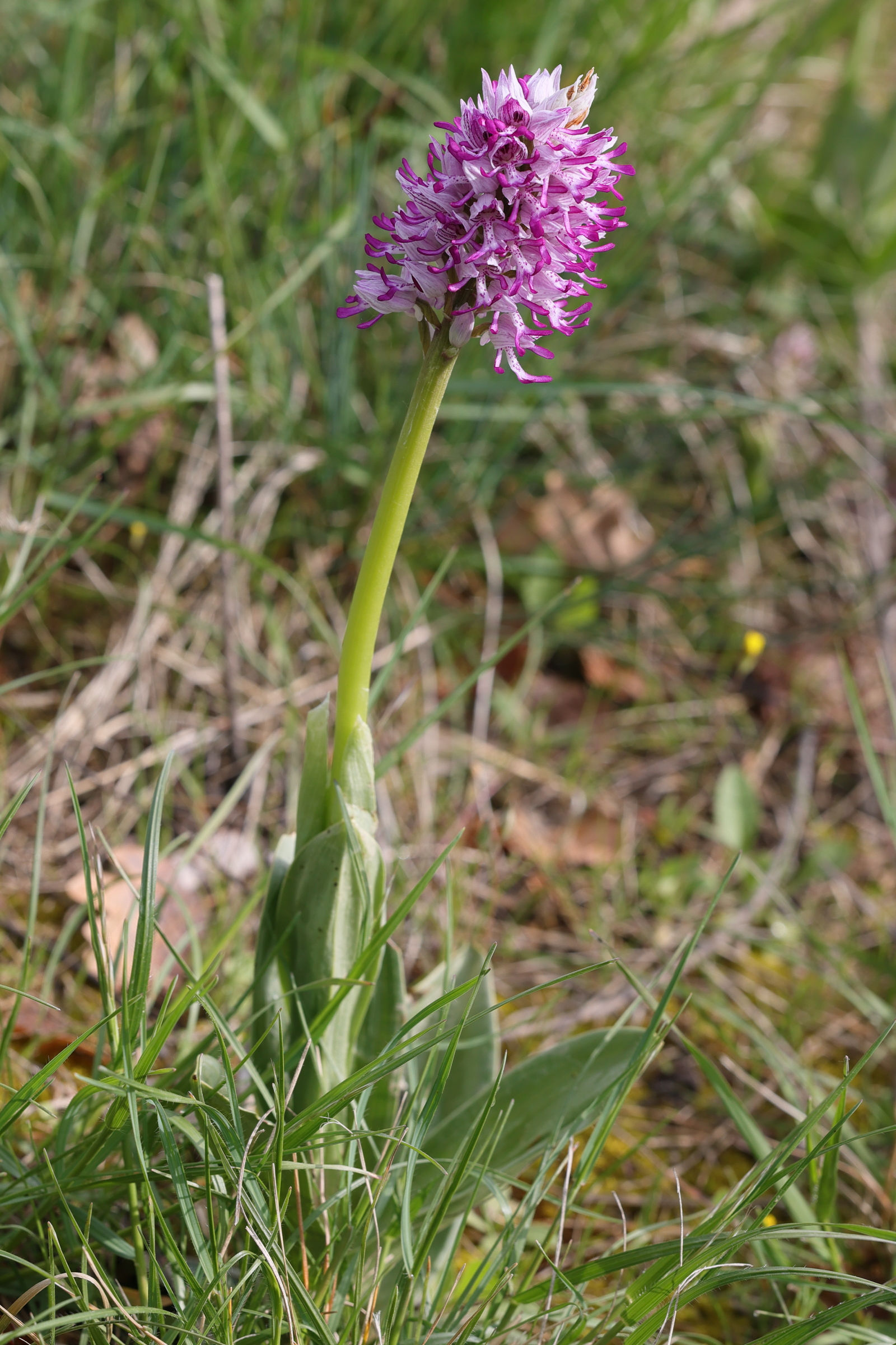 orchis_simia3md