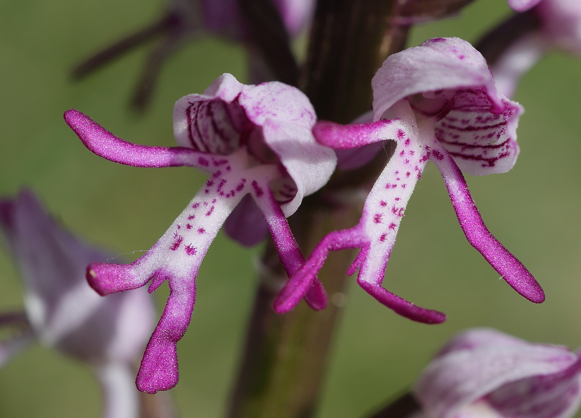 orchis_simia4md