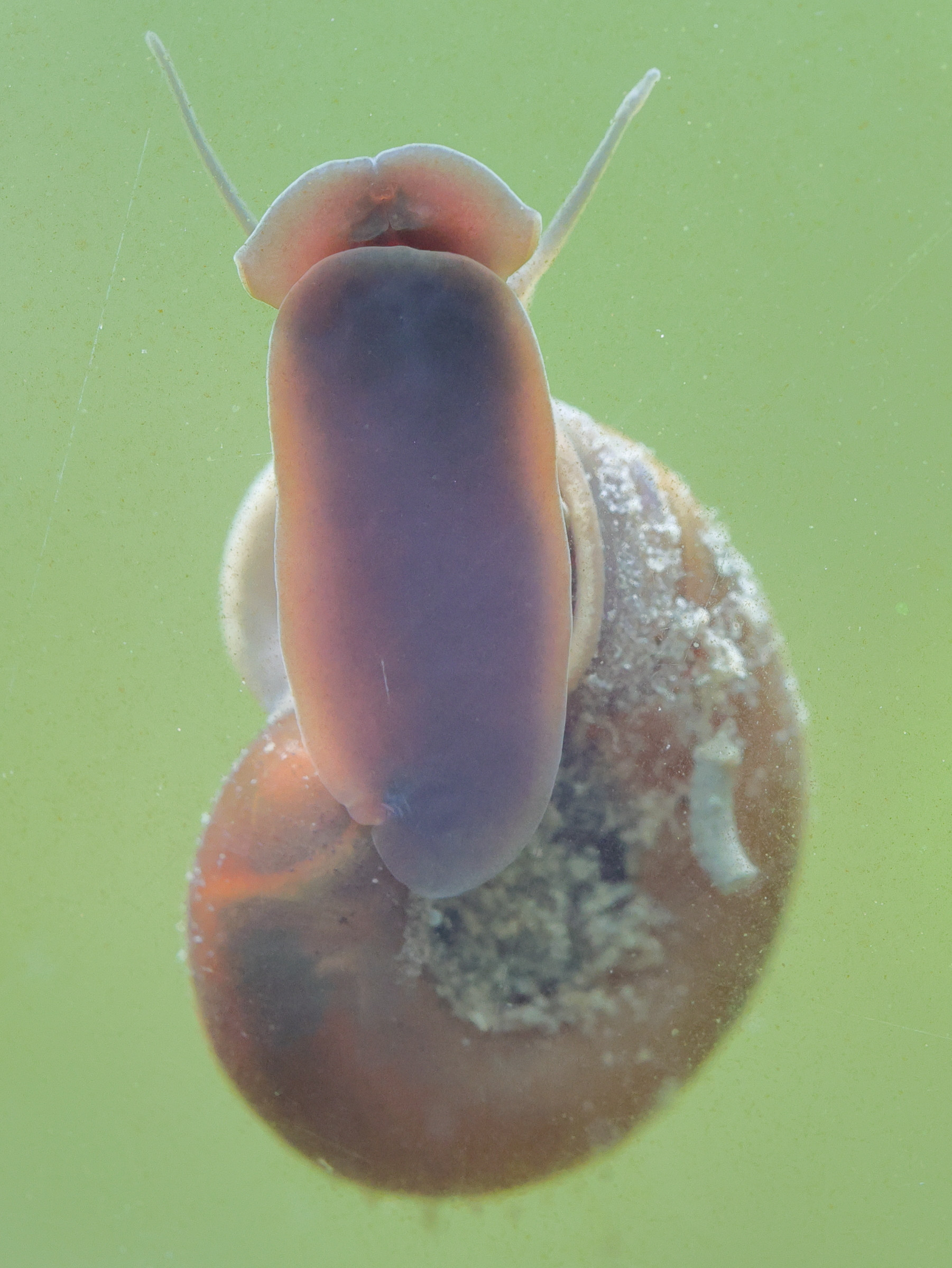 planorbarius_corneus4md