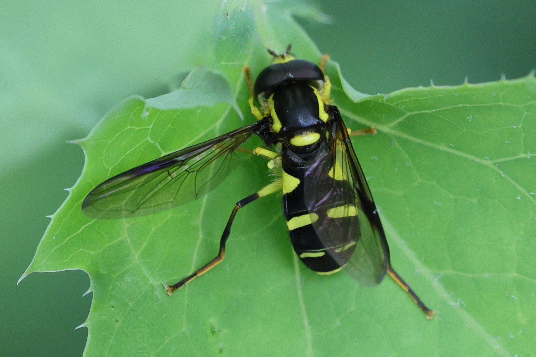 xanthogramma_dives2md