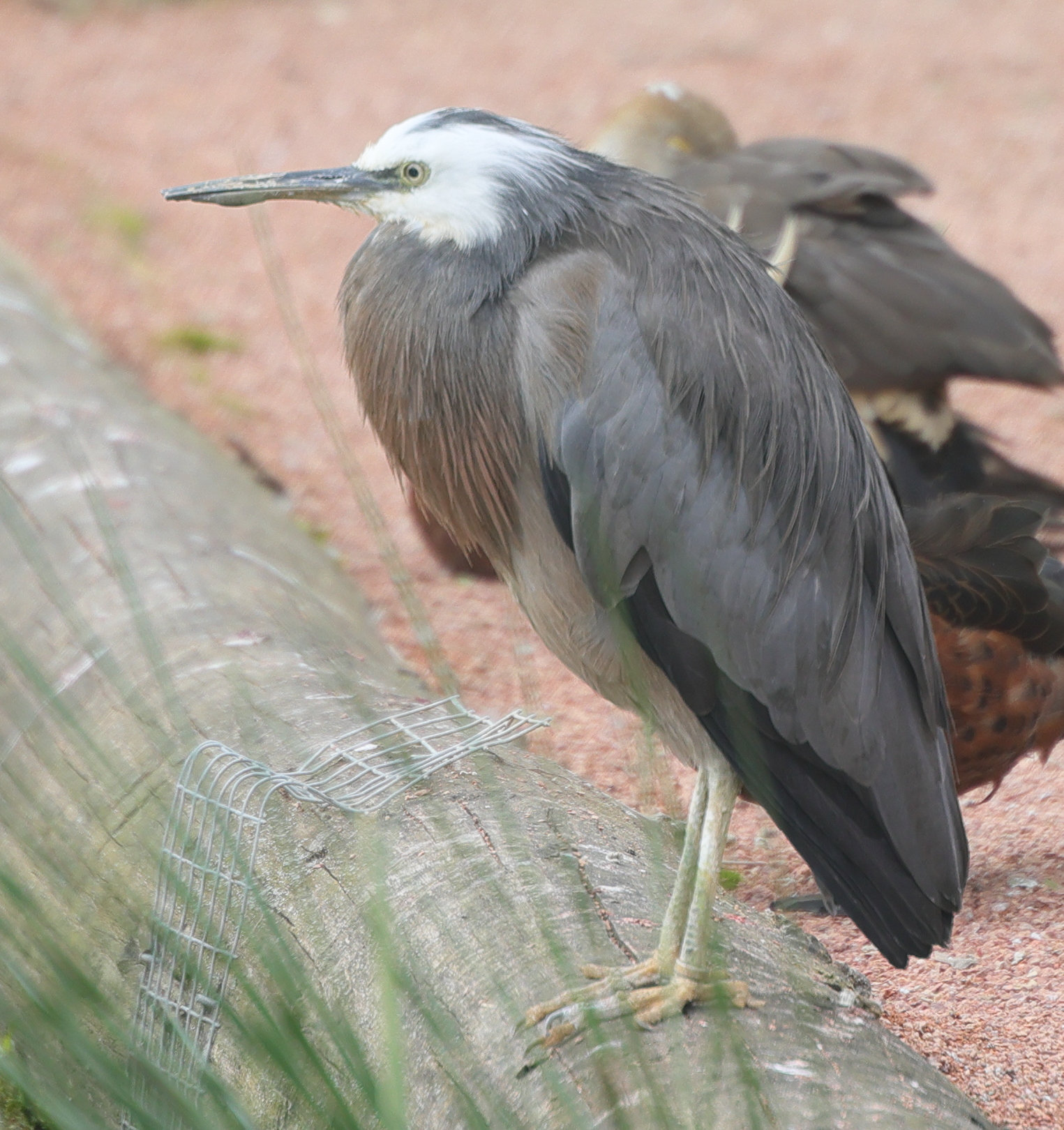 aigrette_a_face_blanche_-_egretta_novaehollandiae5md
