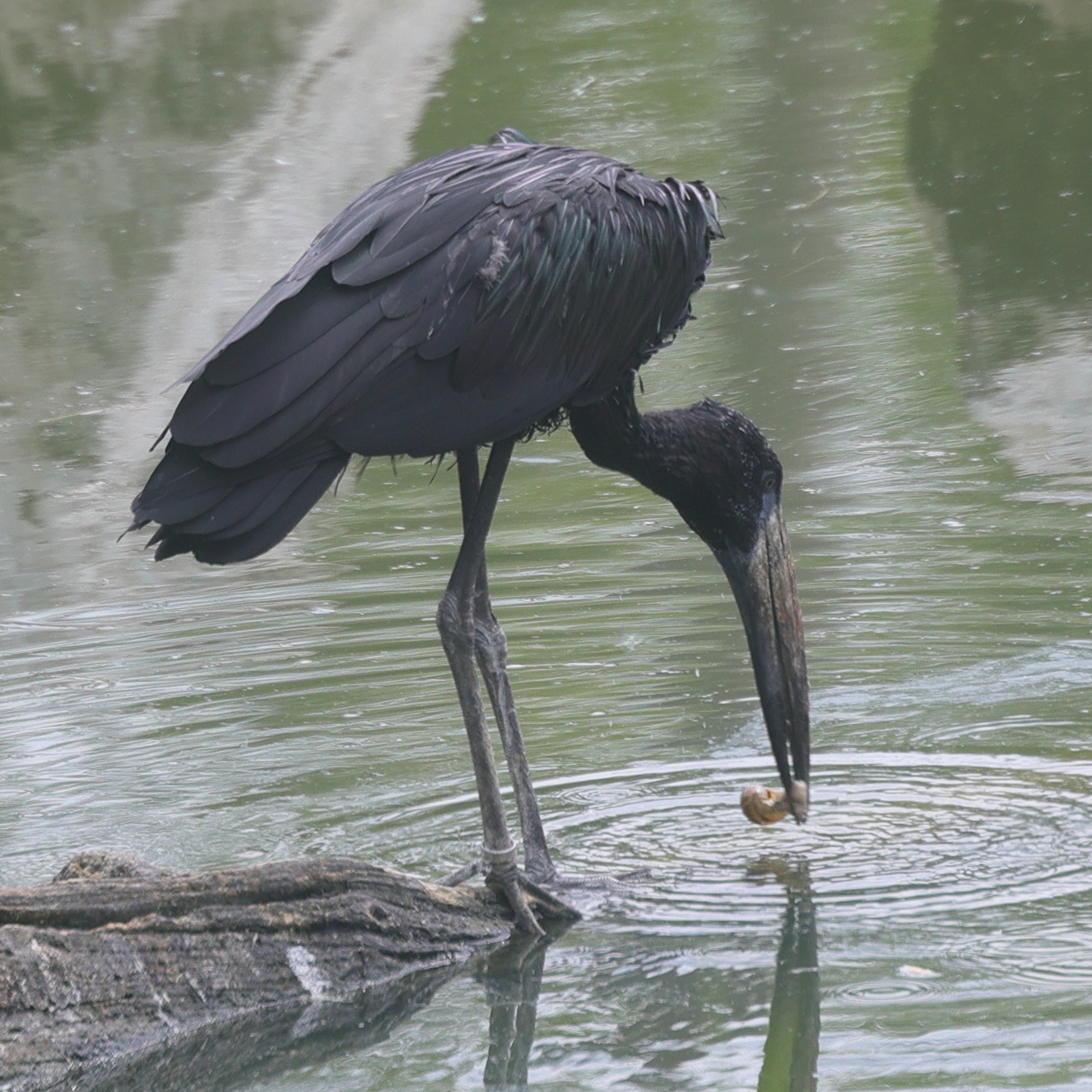 bec-ouvert_africain_-_anastomus_lamelligerus3md