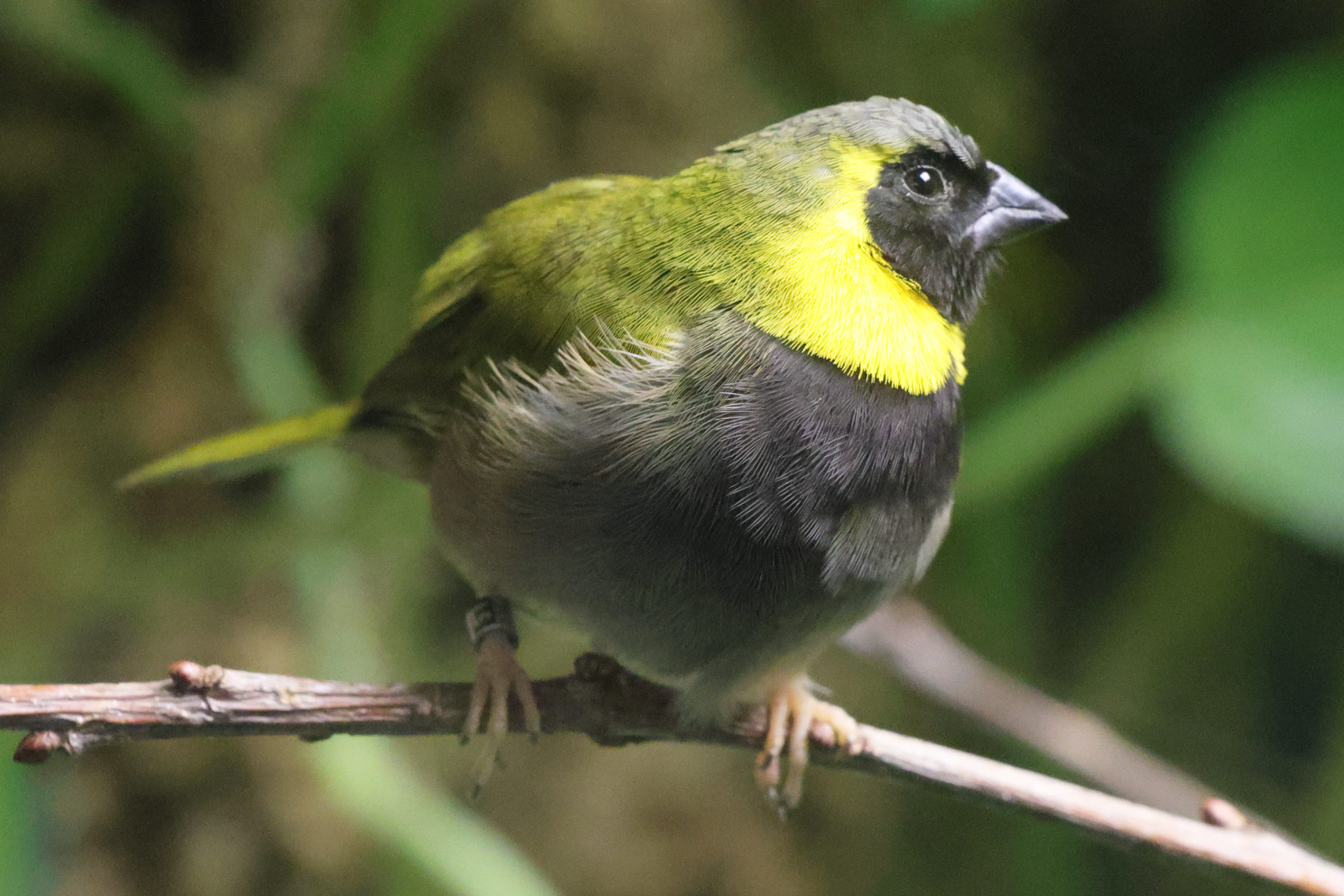 Afficher le média cici_petit-chanteur_-_phonipara_canora1md cici_petit-chanteur_-_phonipara_canora1md