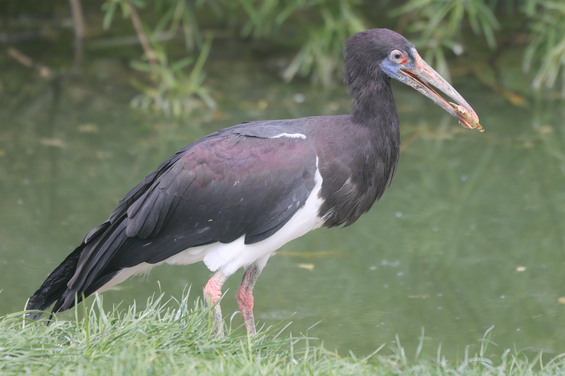 cigogne_d-abdim_-_ciconia_abdimii1md