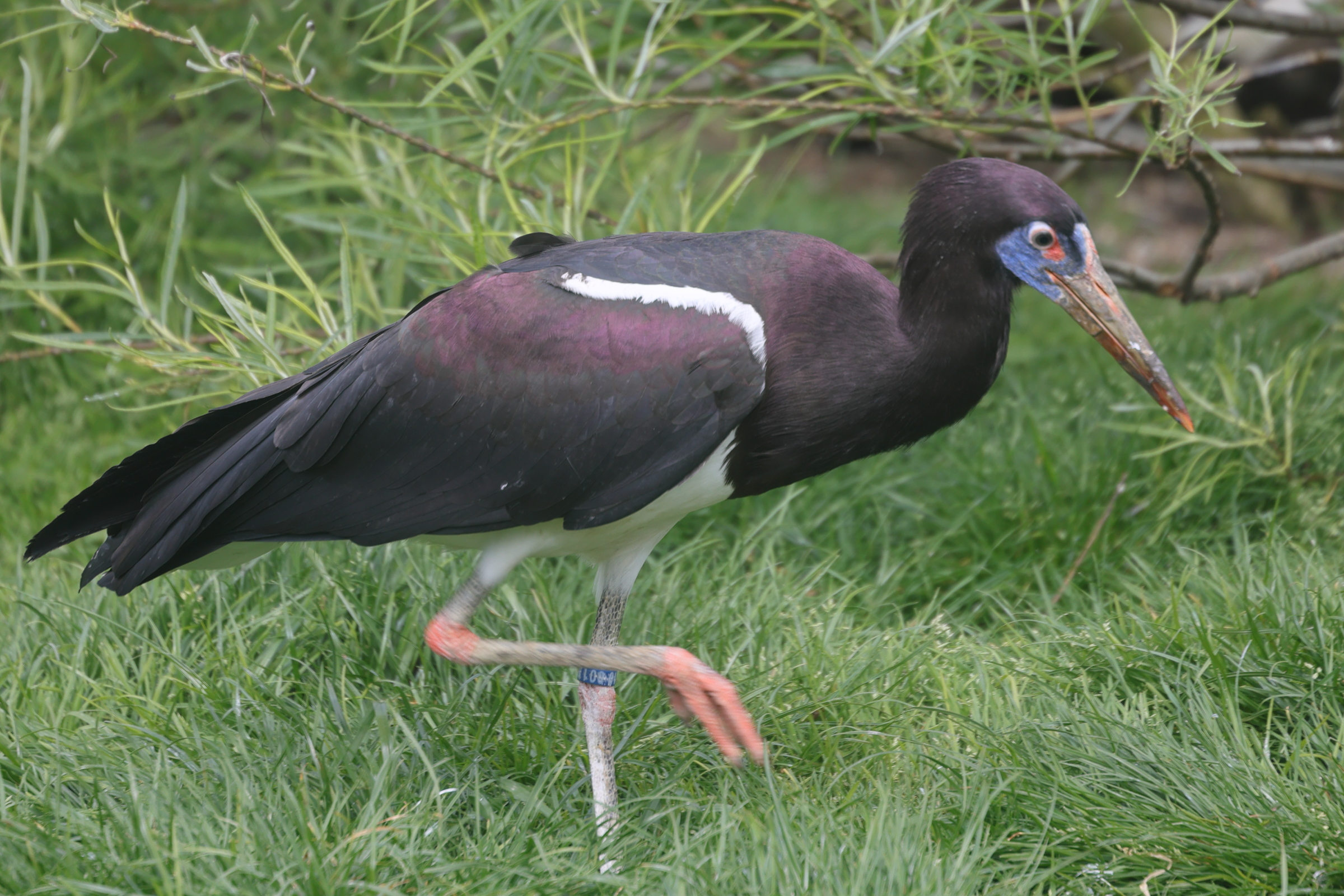 cigogne_d-abdim_-_ciconia_abdimii2md
