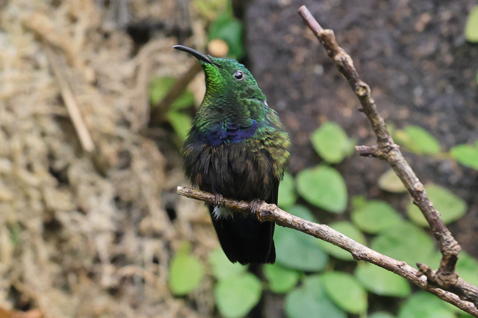 colibri_falle-vert_-_eulampis_holosericeus4md
