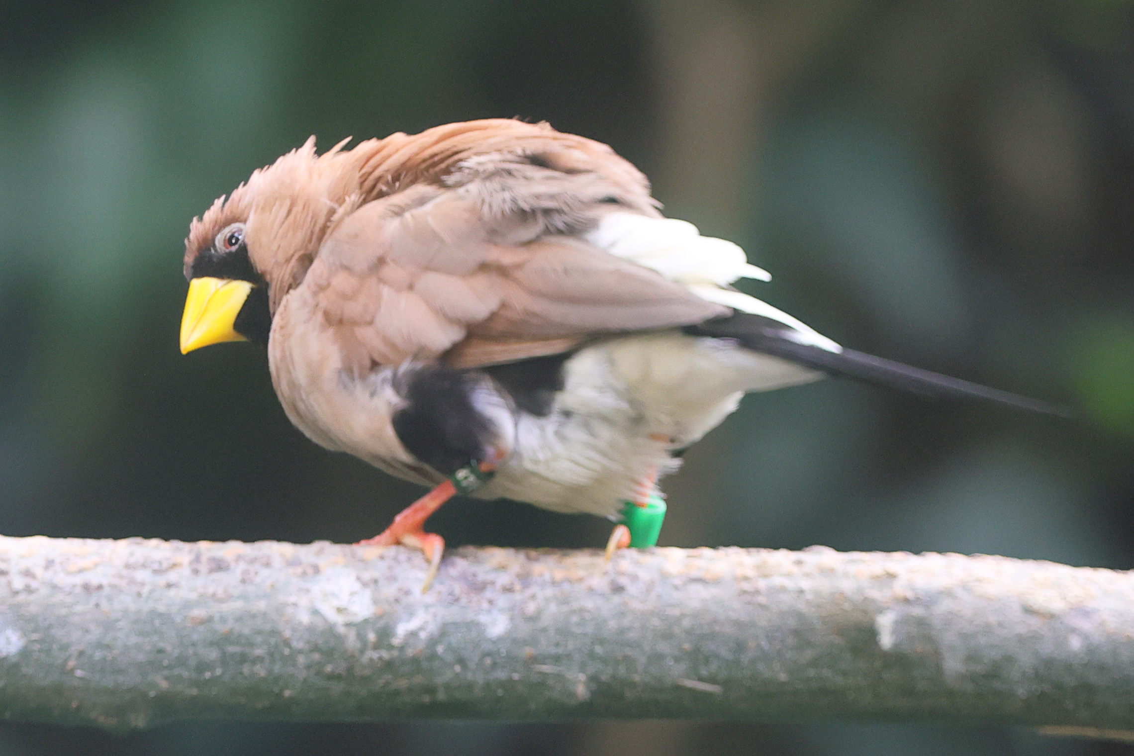 diamant_masque_-_poephila_personata1md