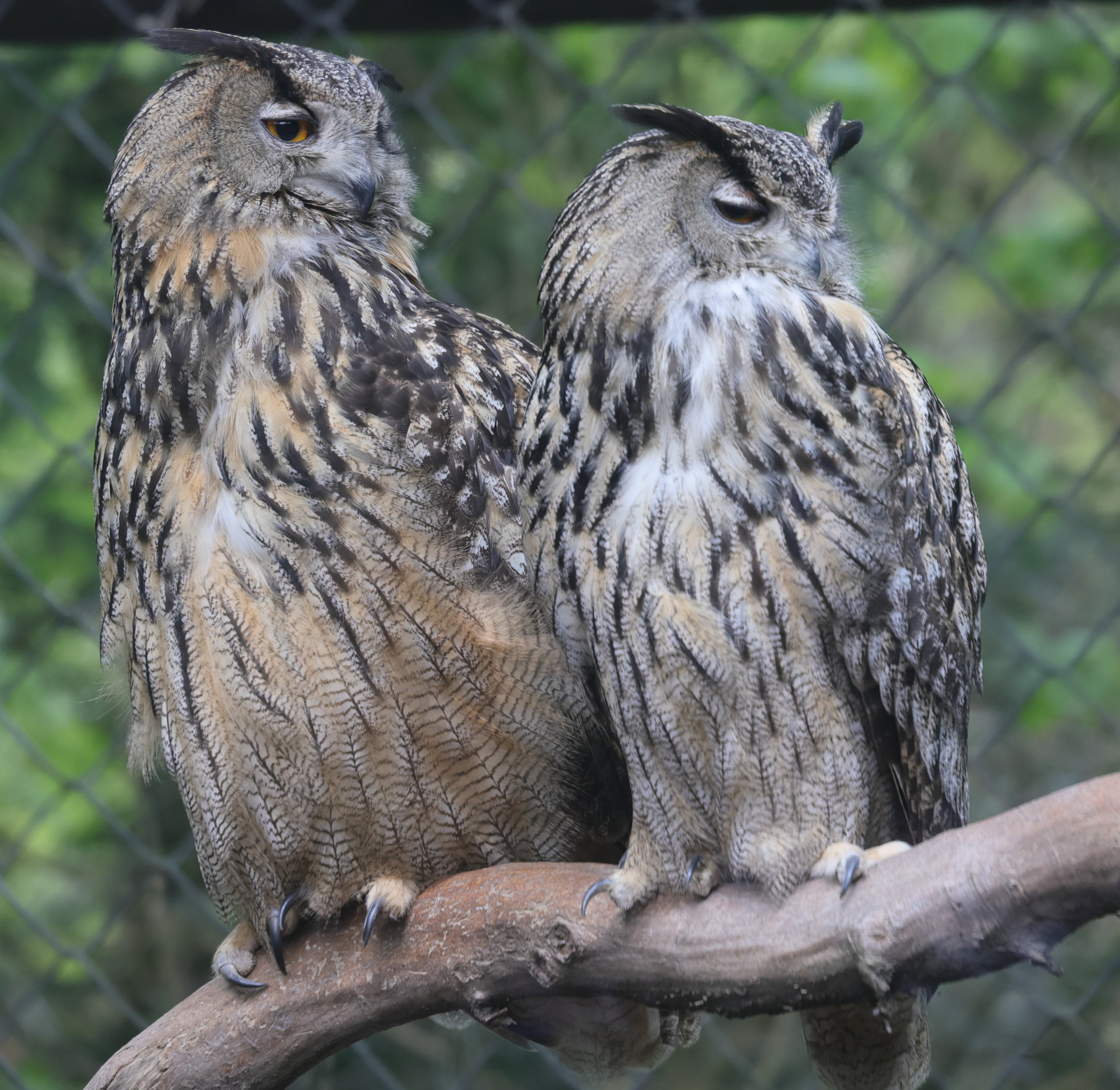 grand_duc_d-europe_-_bubo_bubo3md