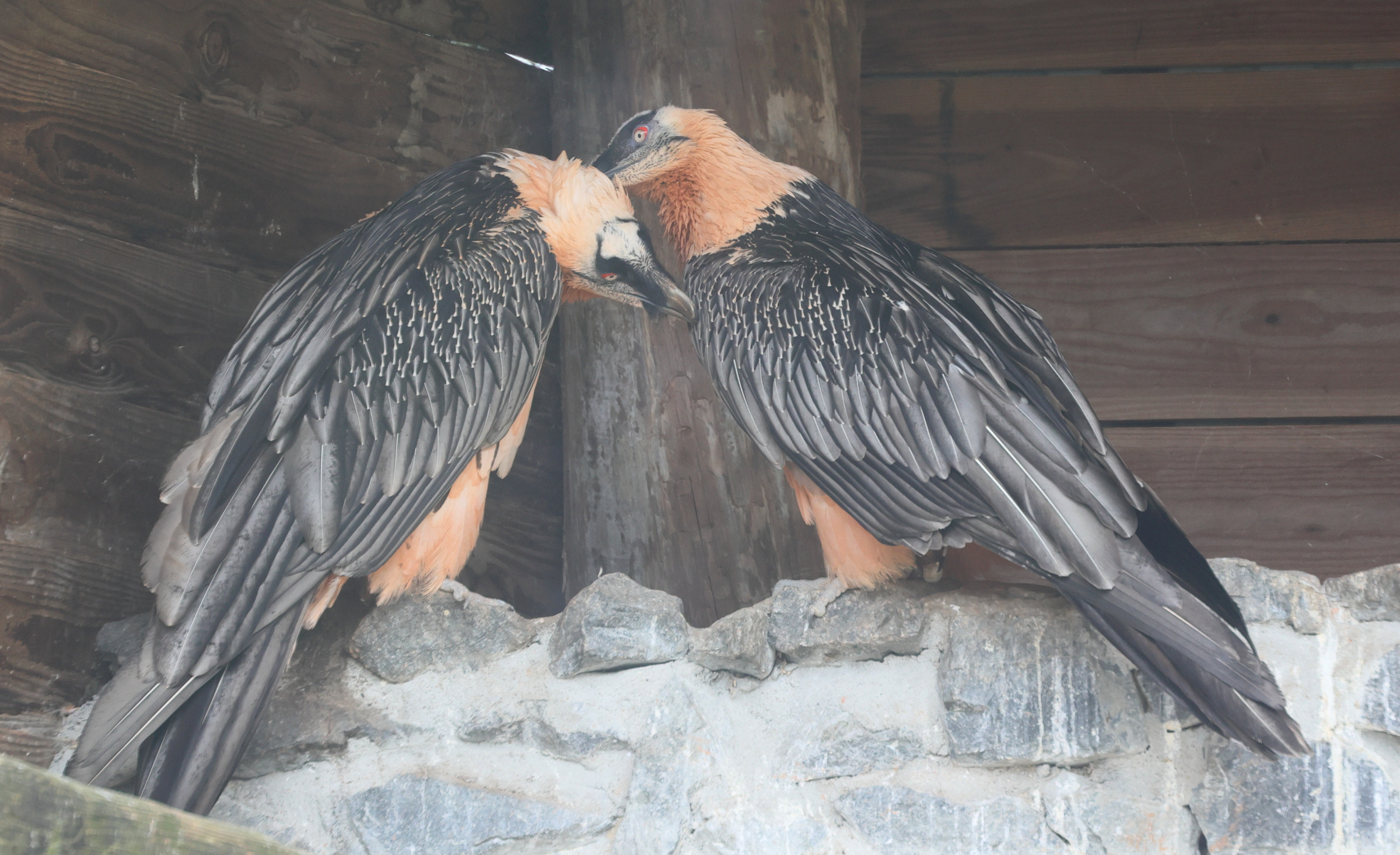 gypaete_barbu_-_gypaetus_barbatus_6md