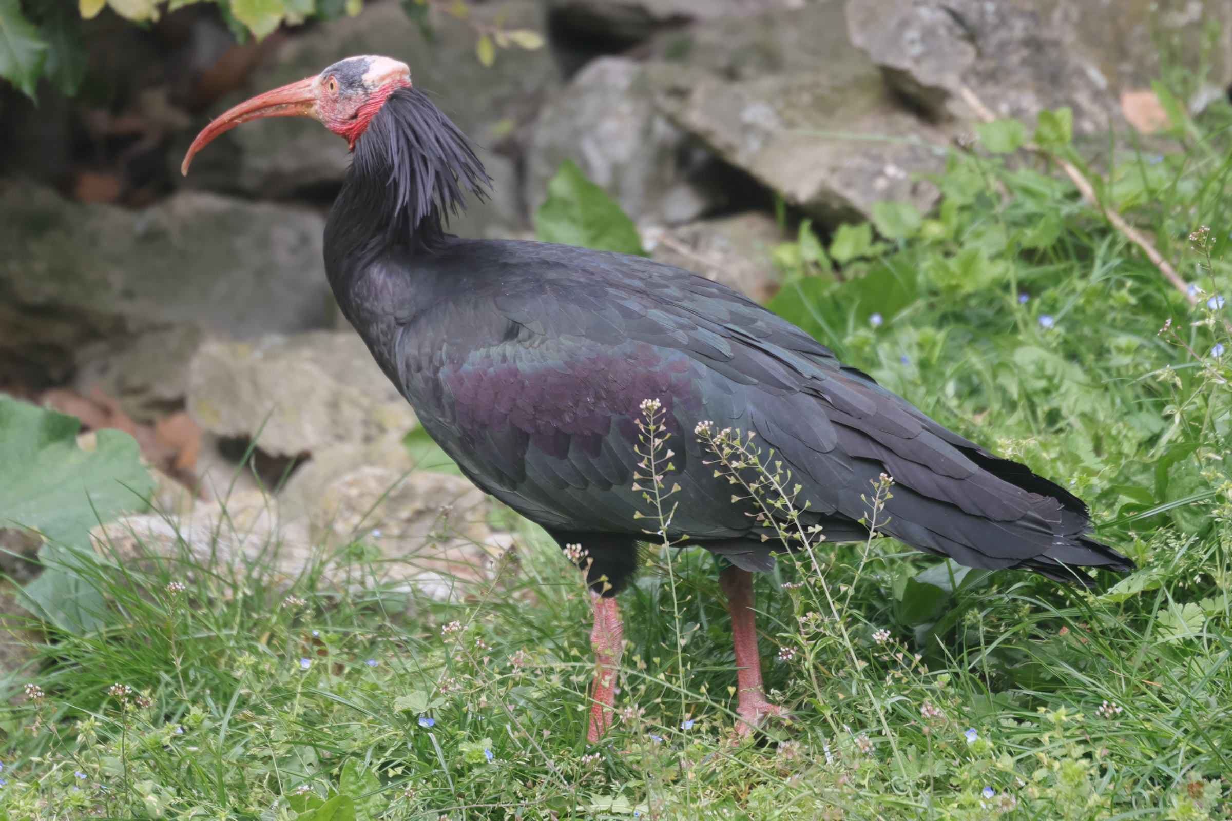 ibis_chauve_-_geronticus_eremita1md