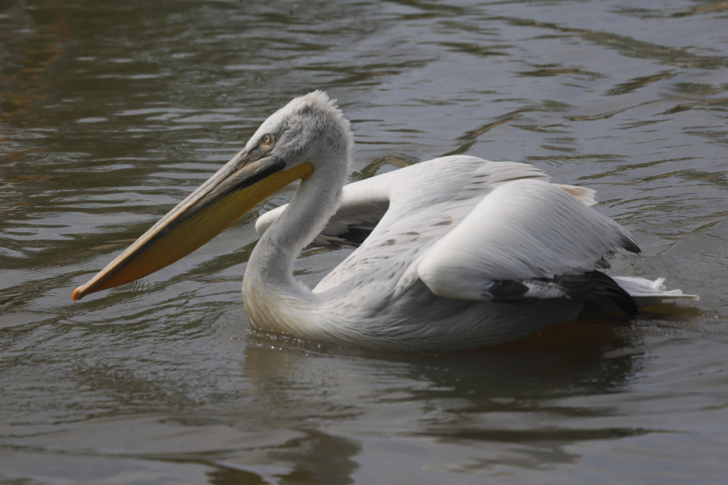 pelican_frise_-_pelecanus_crispus7md