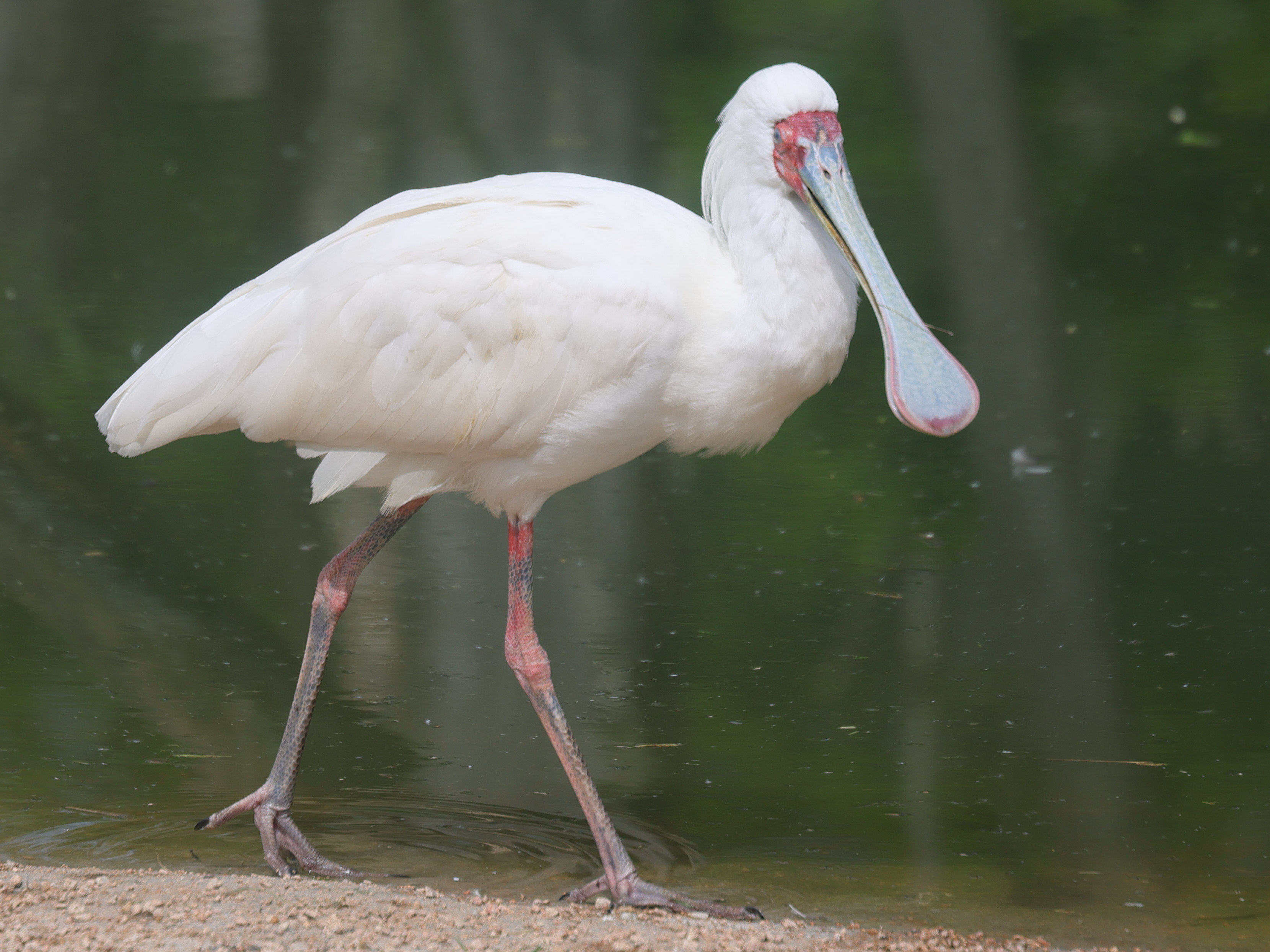 spatule_africaine_-_platalea_alba3md
