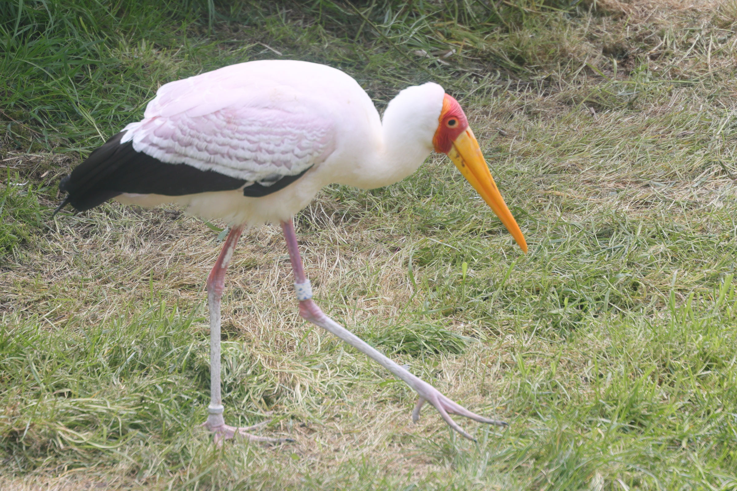 tantale_ibis_-_mycteria_ibis_2md
