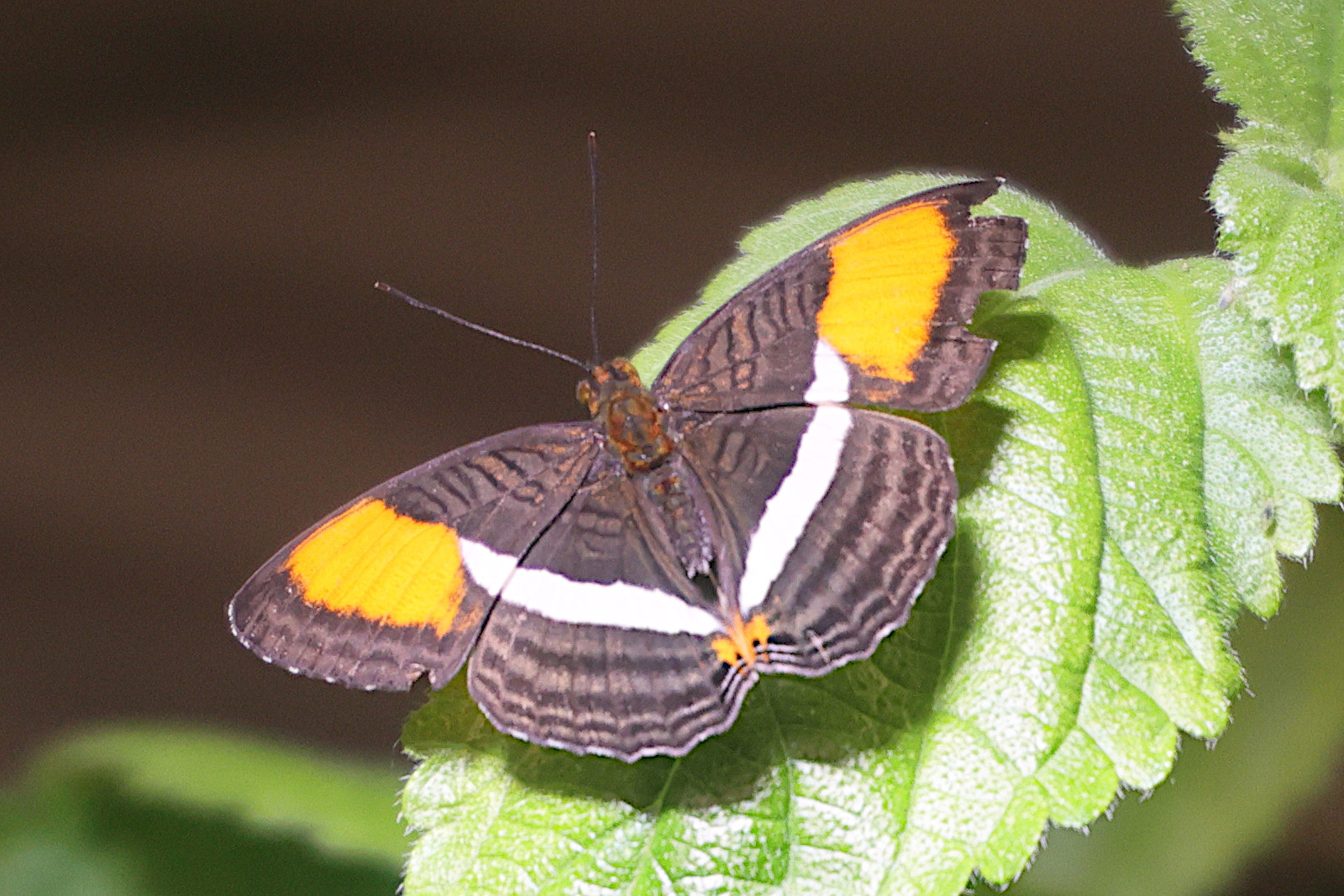 adelpha_cytherea1md