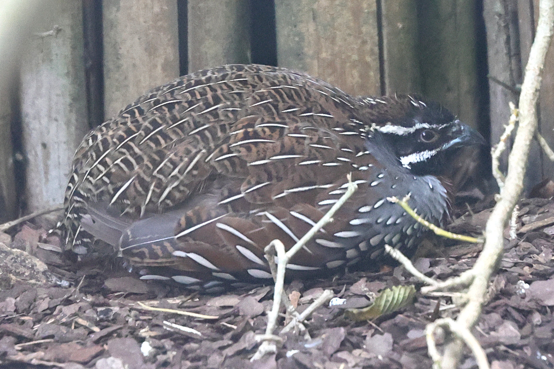 caille_de_madagascar_-_margaroperdix_madagarensis1md