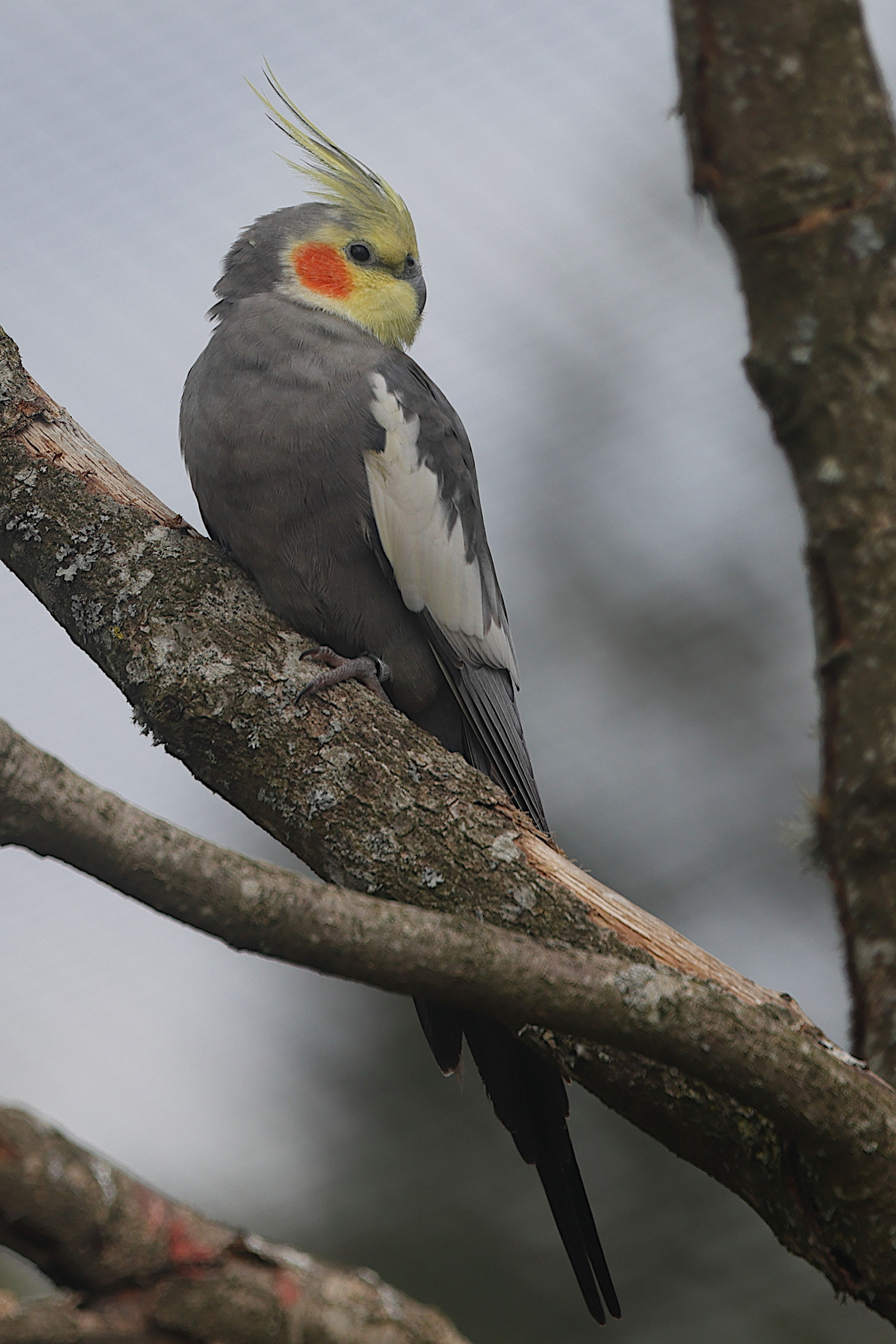 calopsitte_elegante_-_nymphicus_hollandicus5md