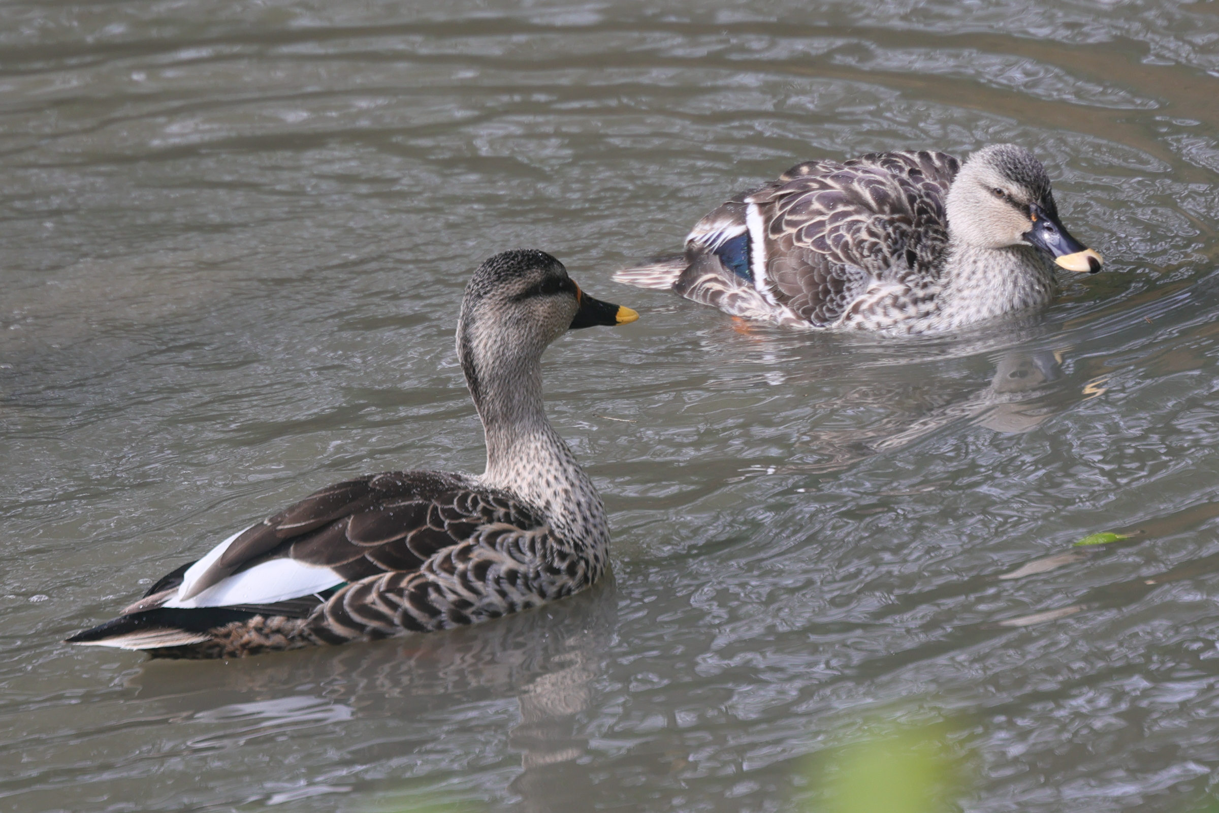 canard_a_bec_tachete_-_anas_poecilorhyncha4md