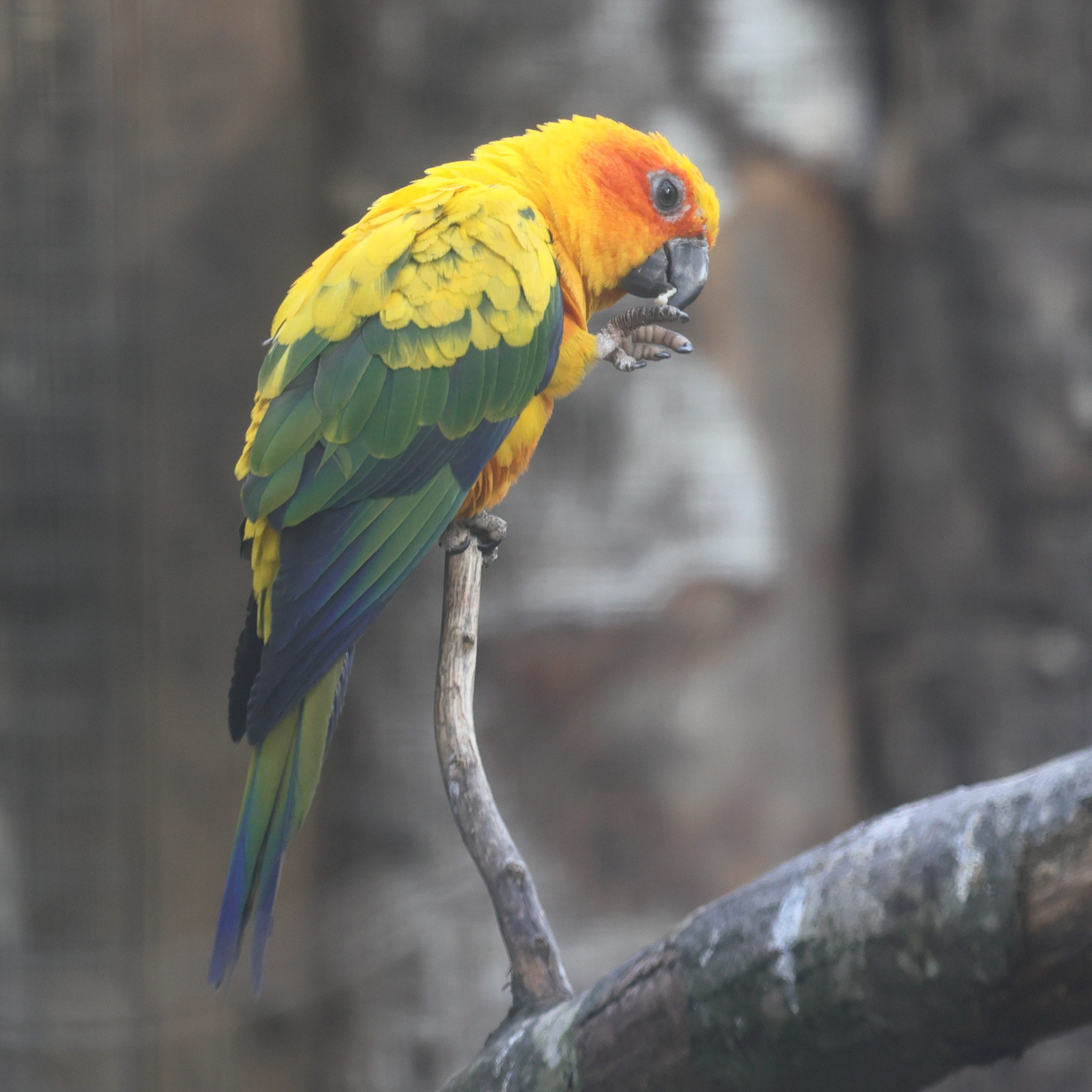 conure_soleil_-_aratinga_solstitialis3md
