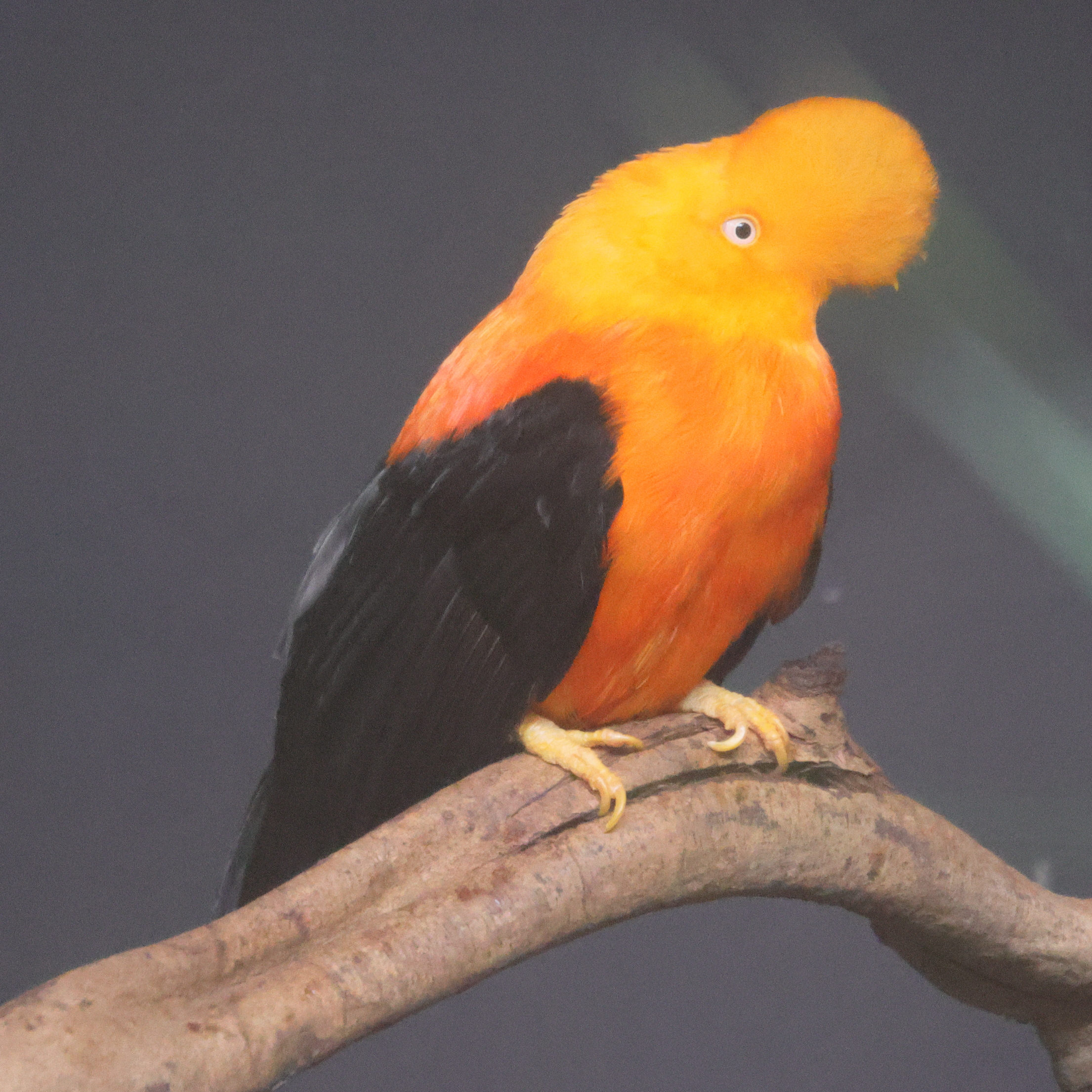 coq-de-roche_orange_-_rupicola_rupicola2md