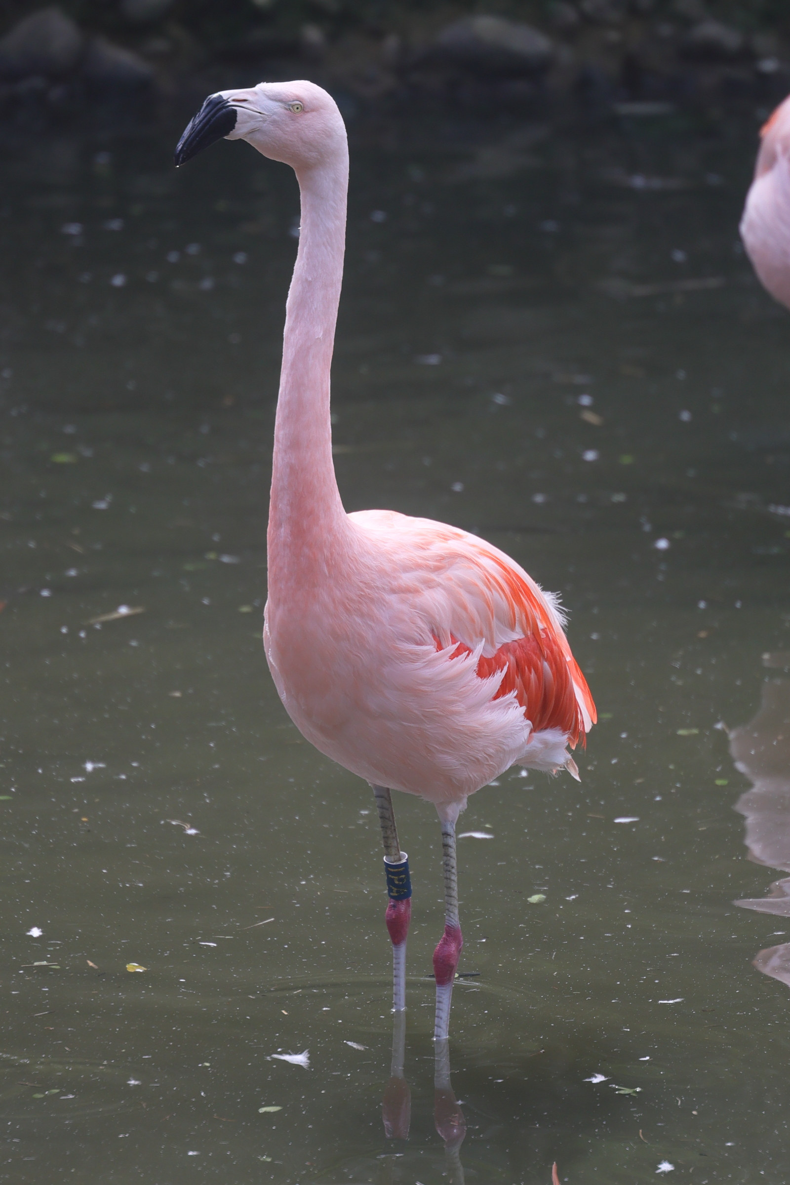 flamant_du_chili_-_phoenicopterus_chilensis1md