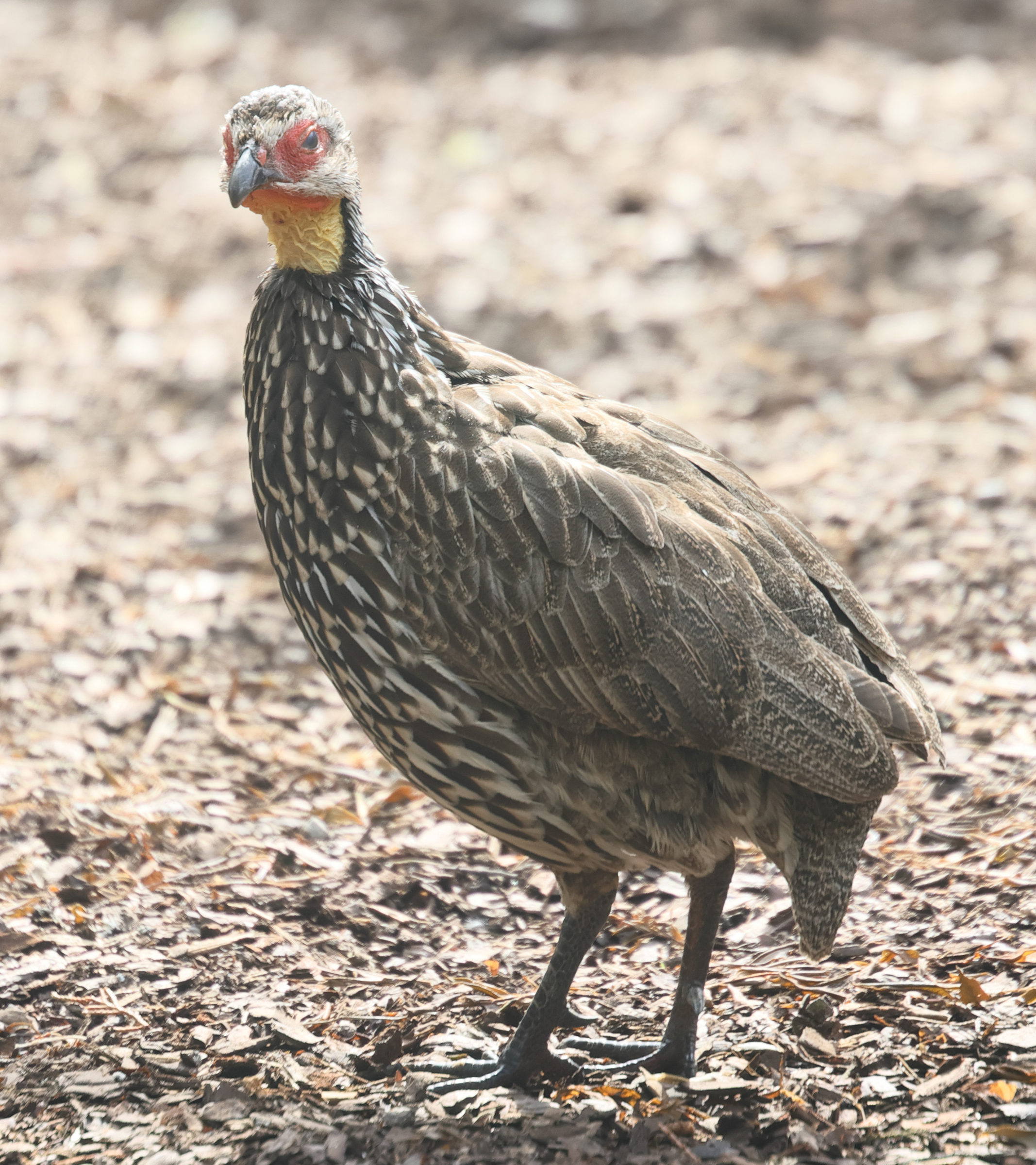 francolin_a_cou_jaune_-_pternistis_leucoscepus3md