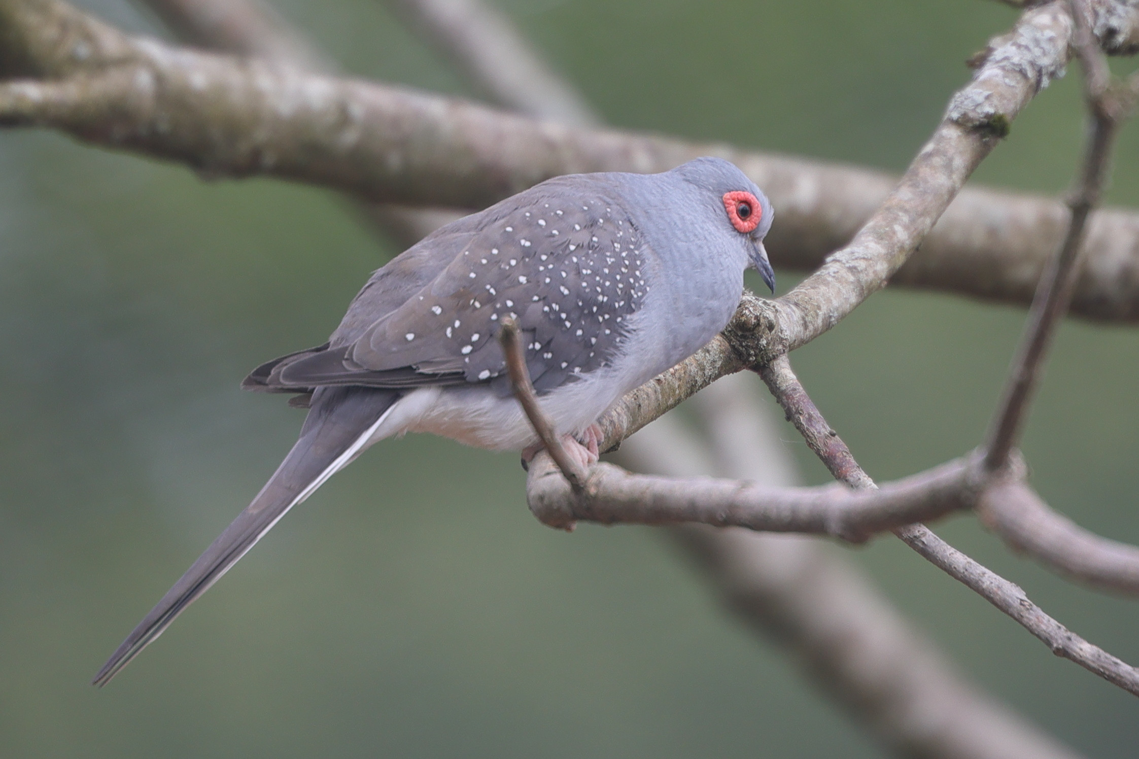 geopelie_diamant_-_geopelia_cuneata5md