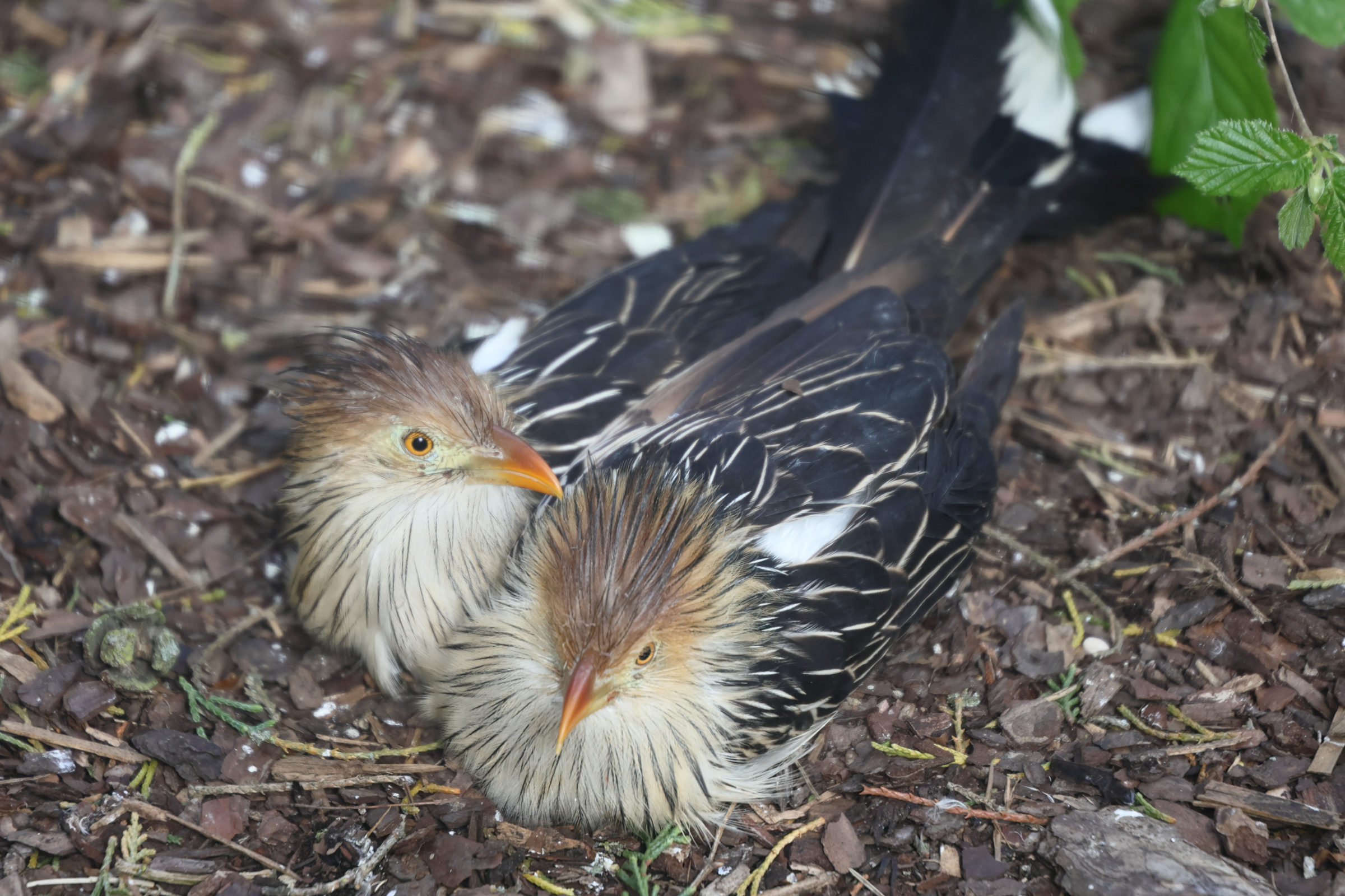 guira_cantara_-_guira_cantara5md