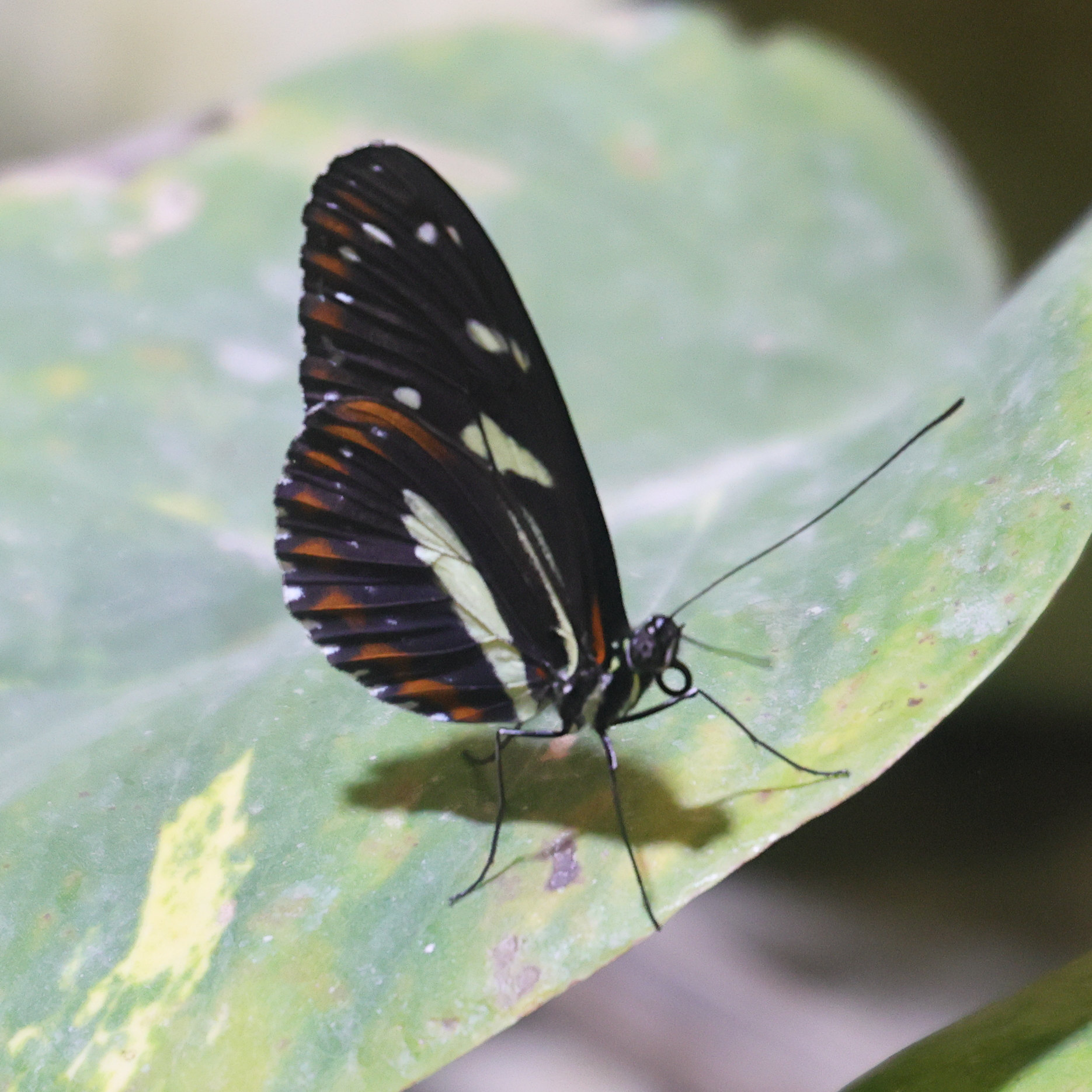 heliconius_atthis1md