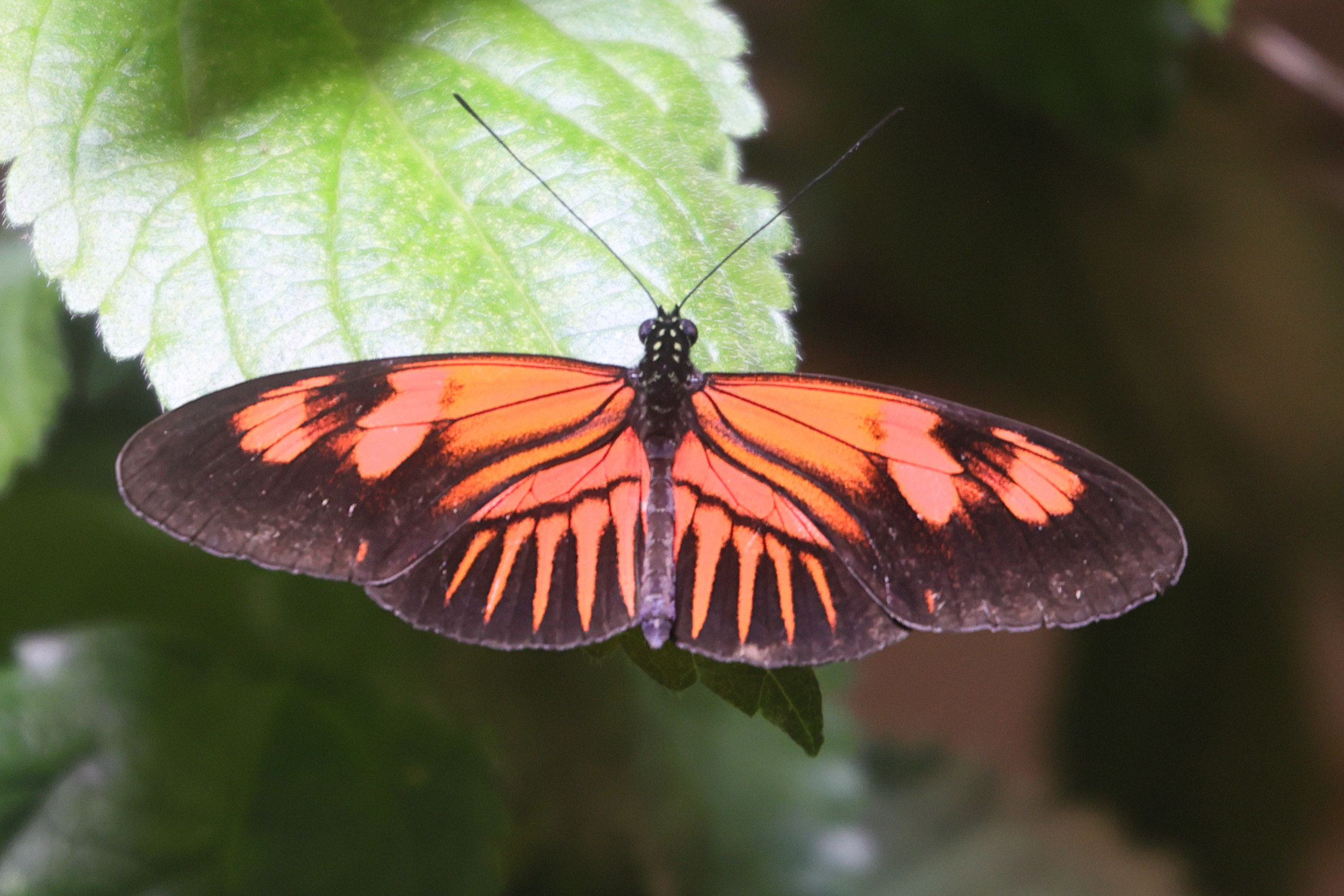 Afficher le média heliconius_melpomene3md heliconius_melpomene3md