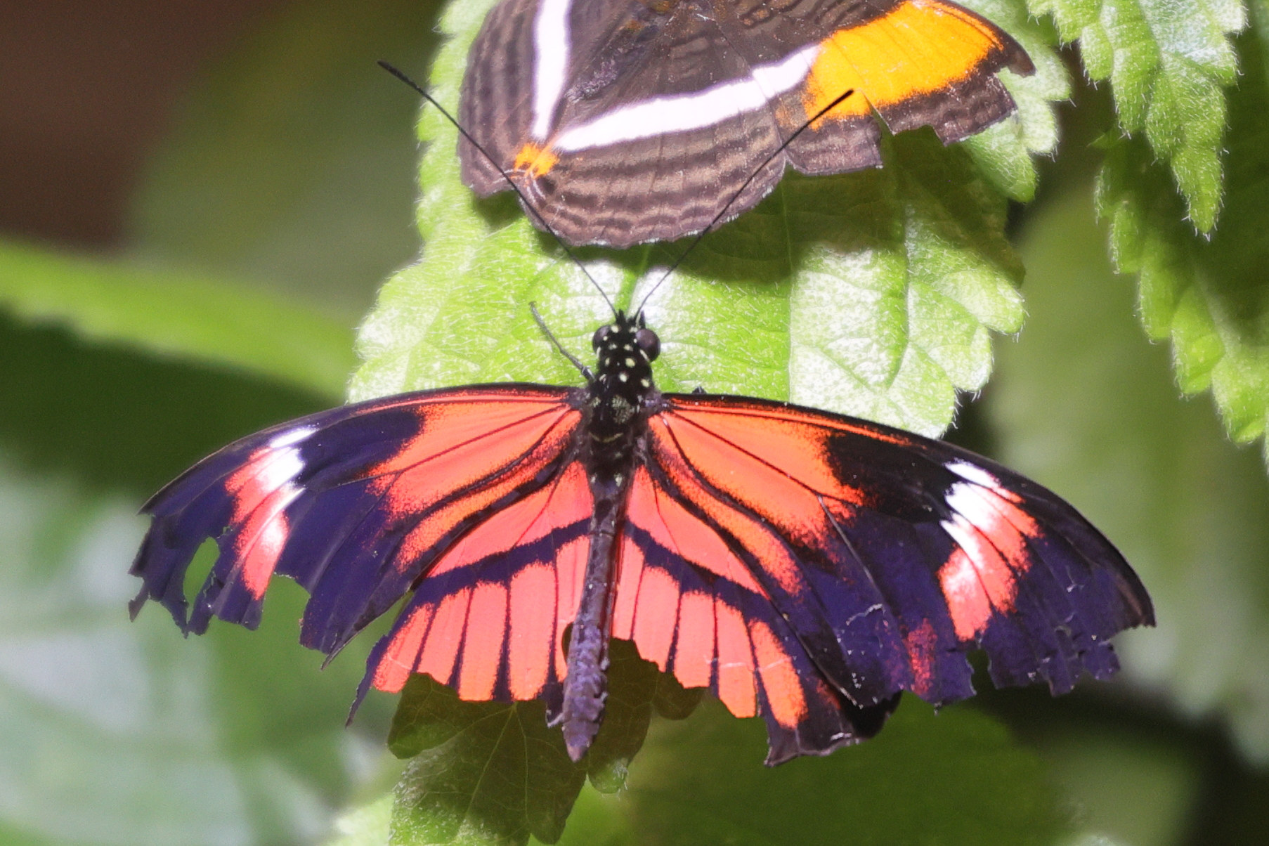 Afficher le média heliconius_melpomene4md heliconius_melpomene4md