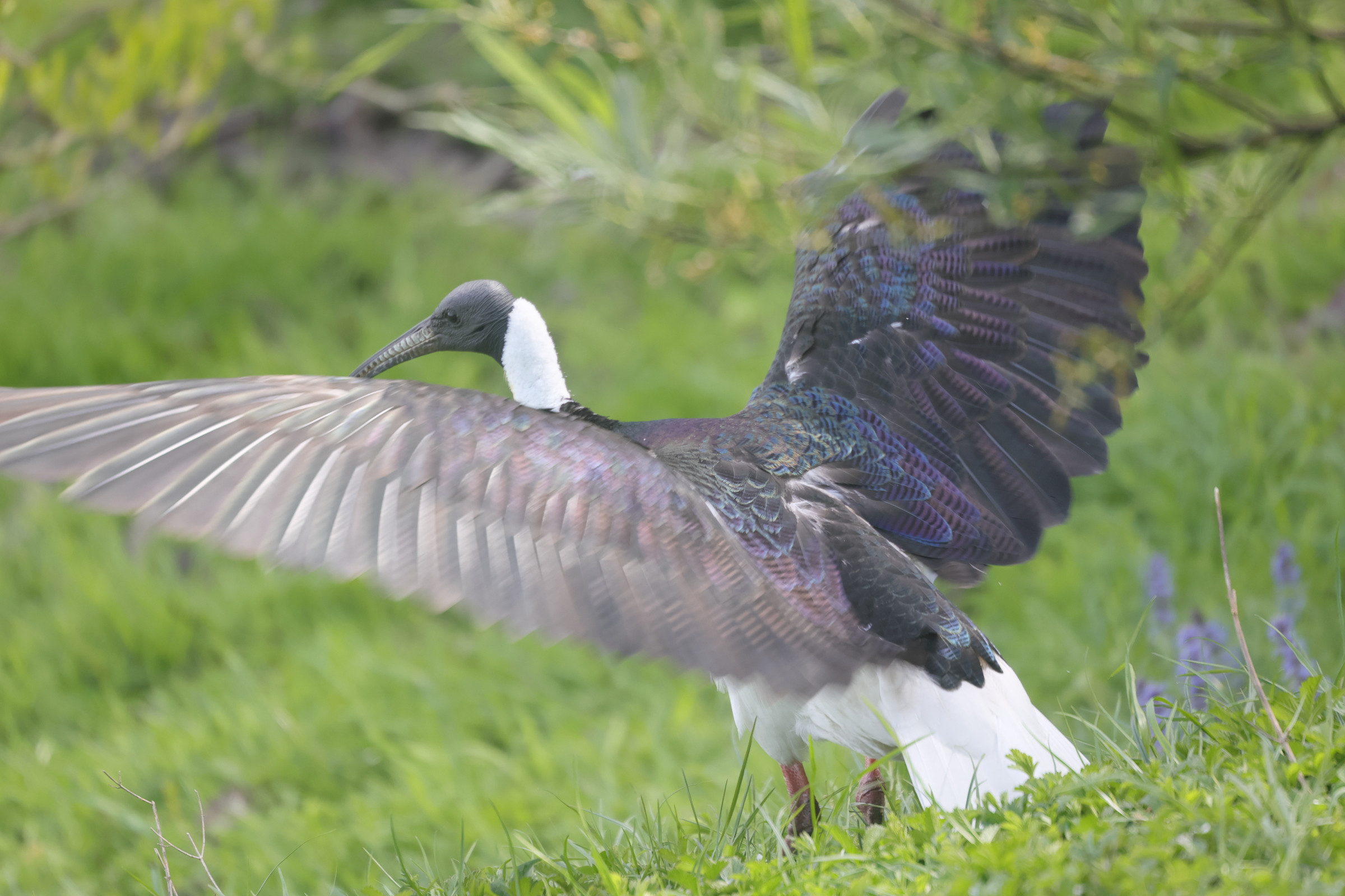 ibis_d-australie_-_threskiornis_spinicollis4md