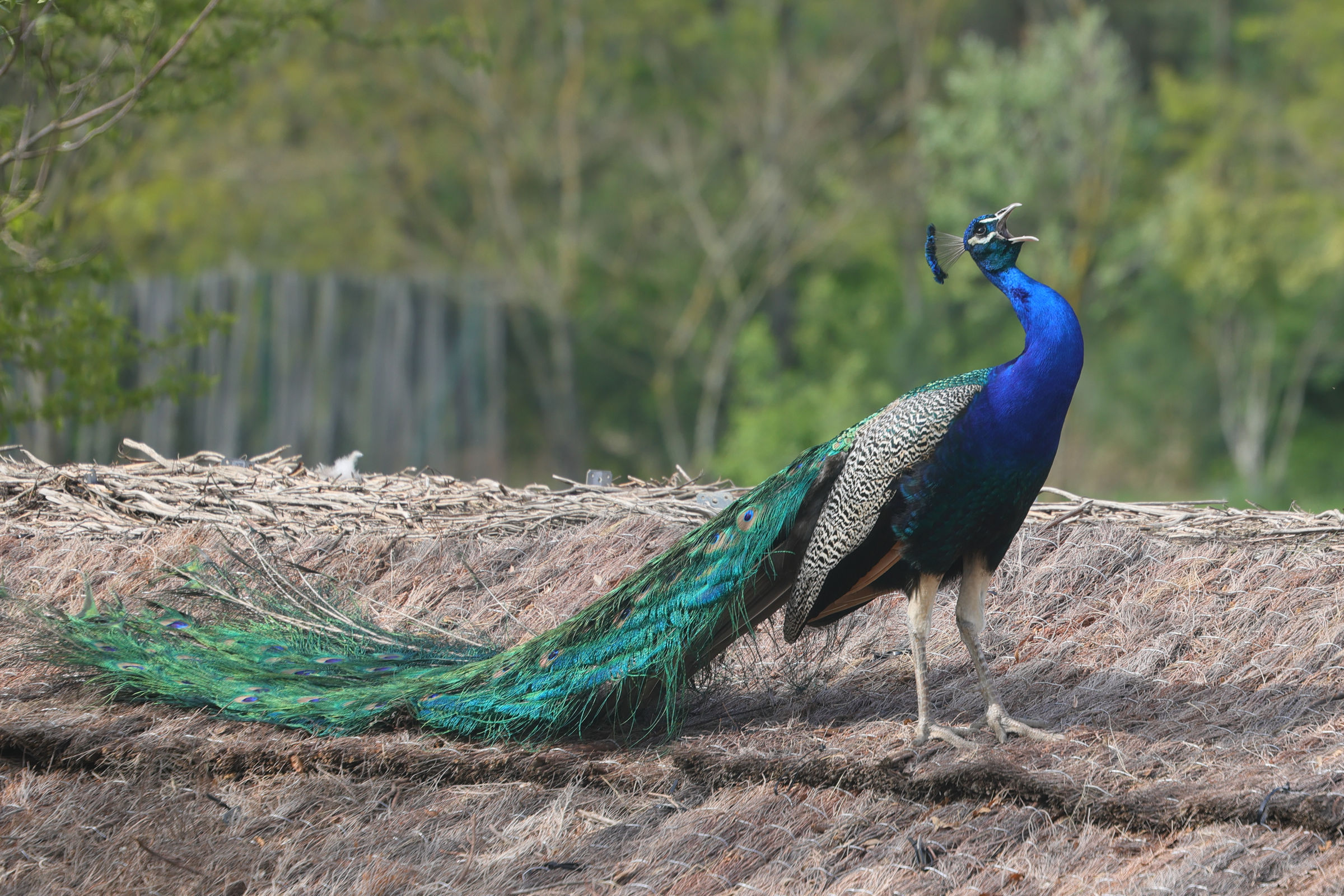 paon_-_pavo_cristatus10md