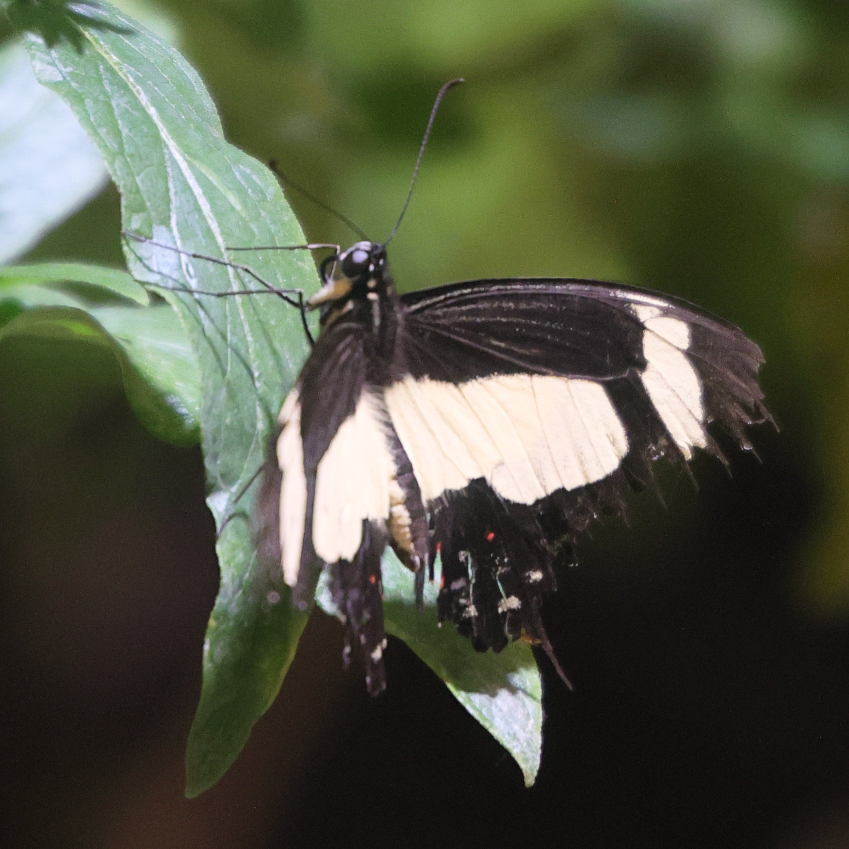 papilio_torquatus_tolus1md