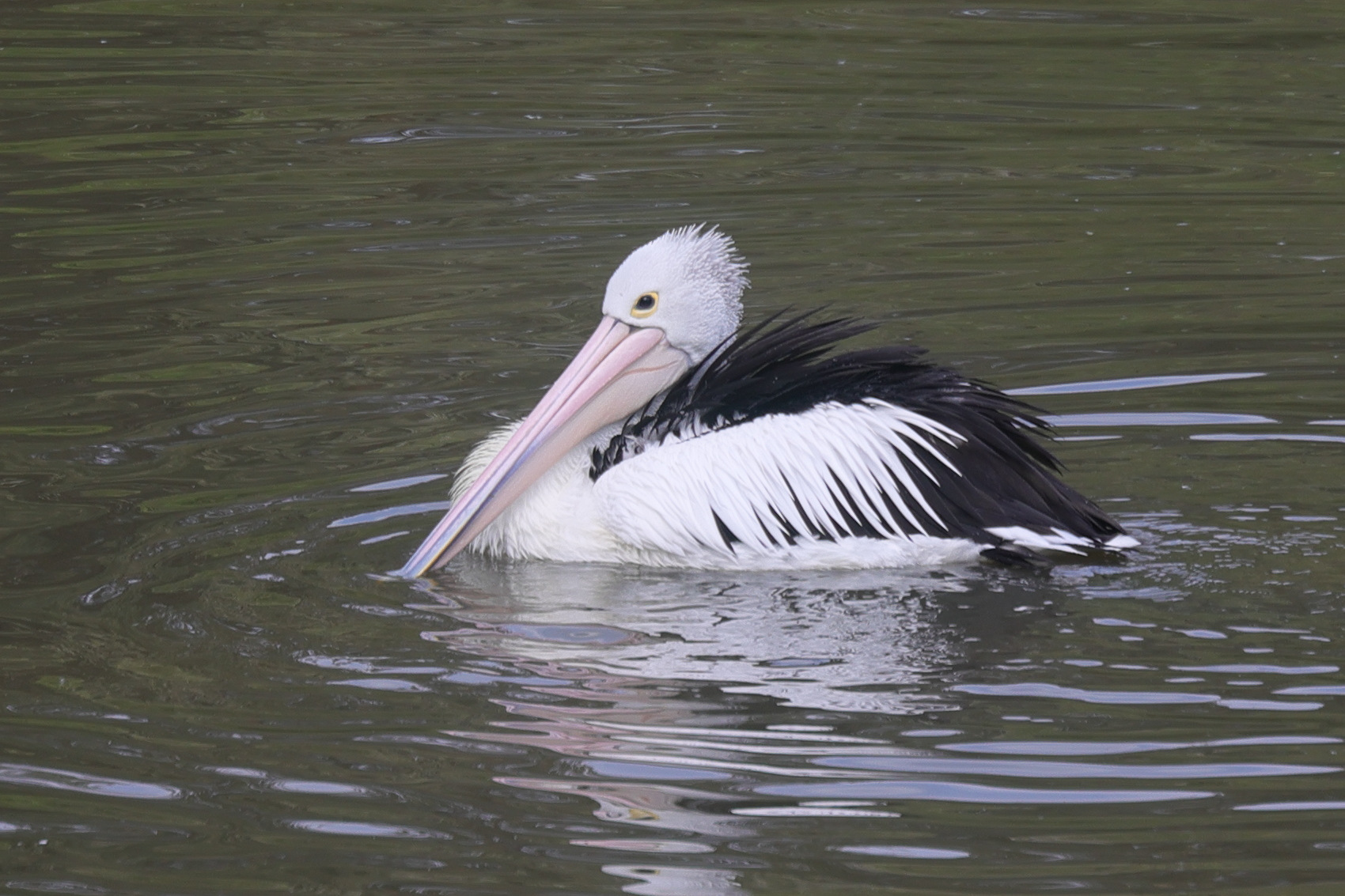 pelican_a_lunettes_-_pelecanus_conspicillatus3md