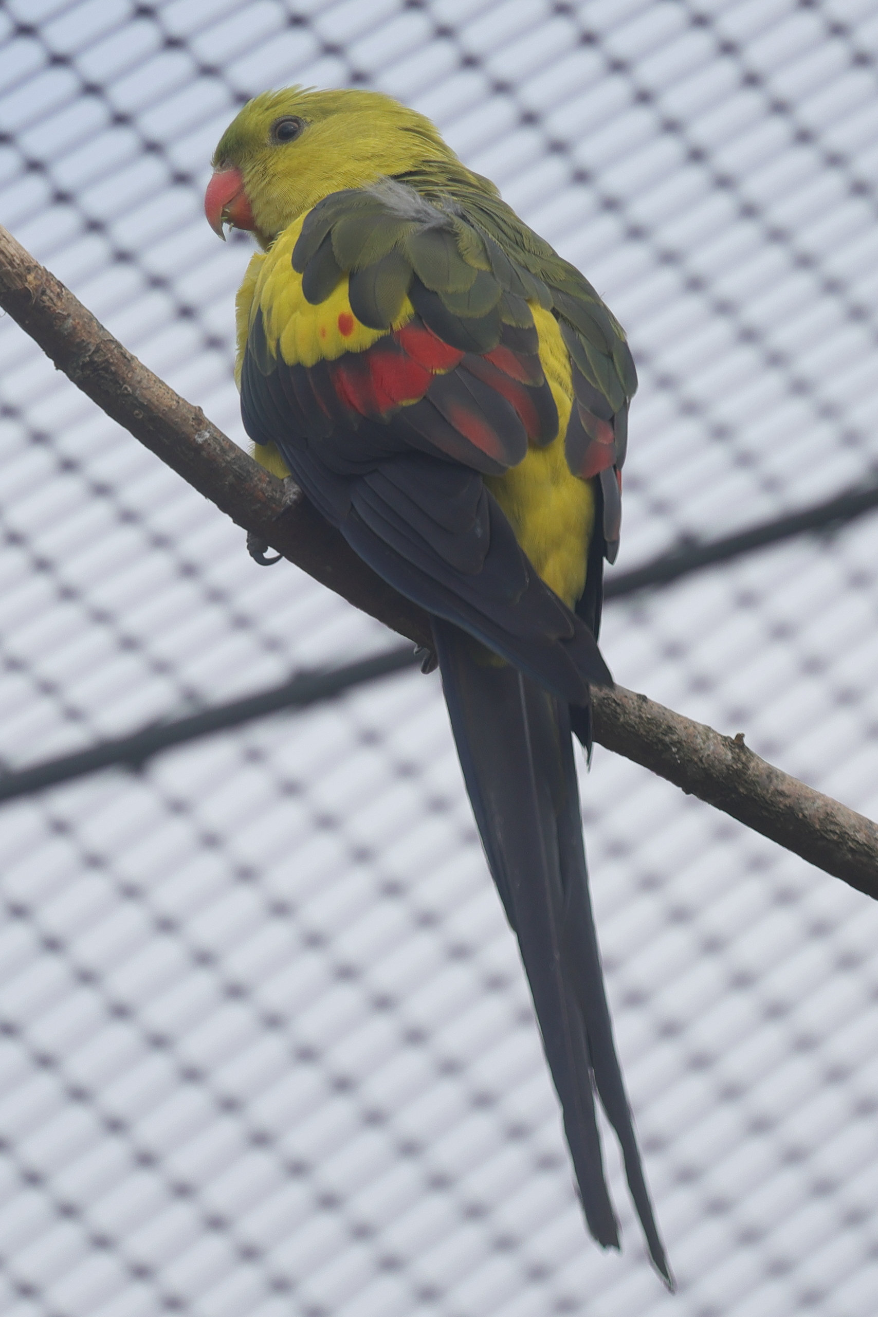 perruche_melanure_-_polytelis_anthopeplus1md