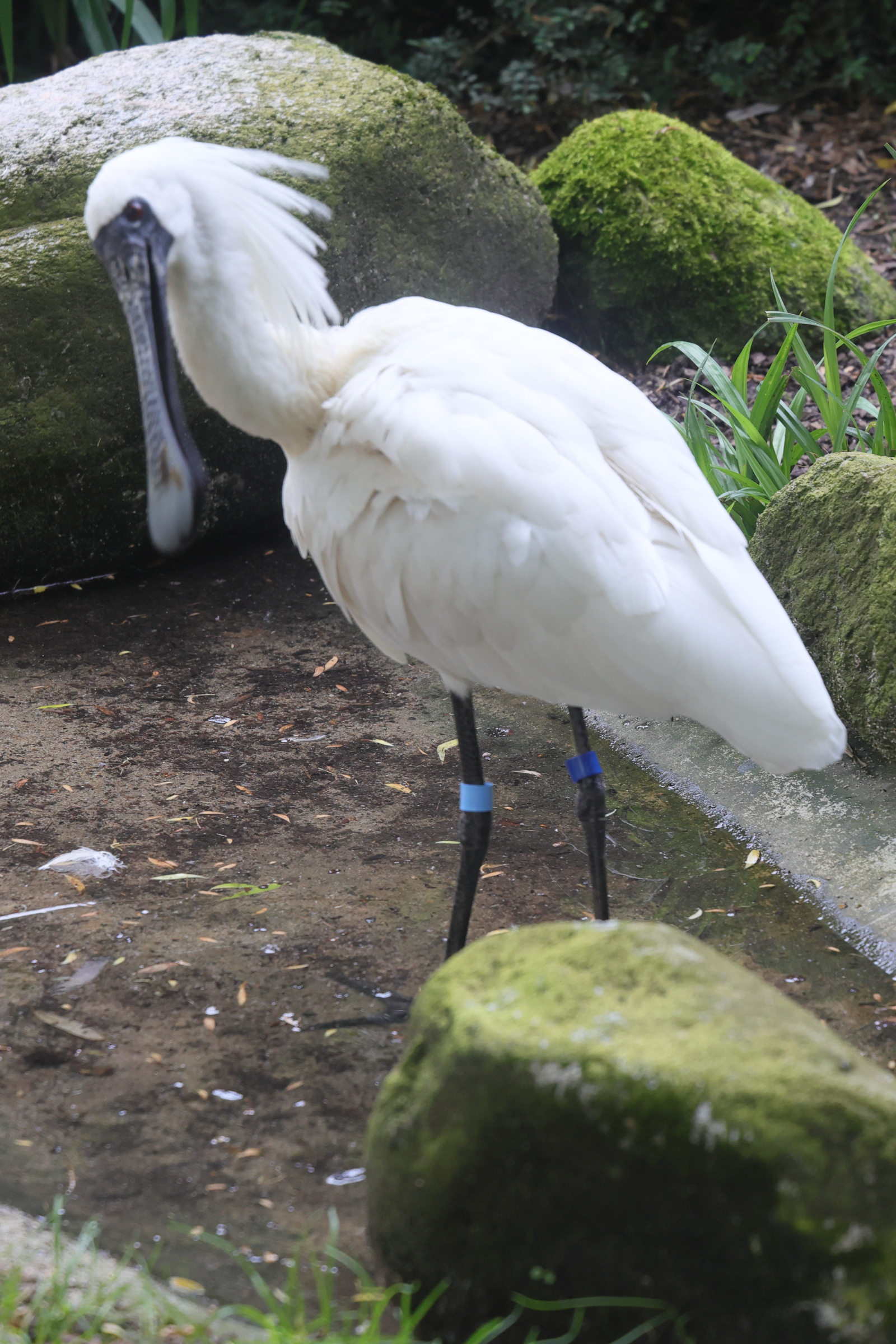 petite_spatulr_-_platalea_minor1md