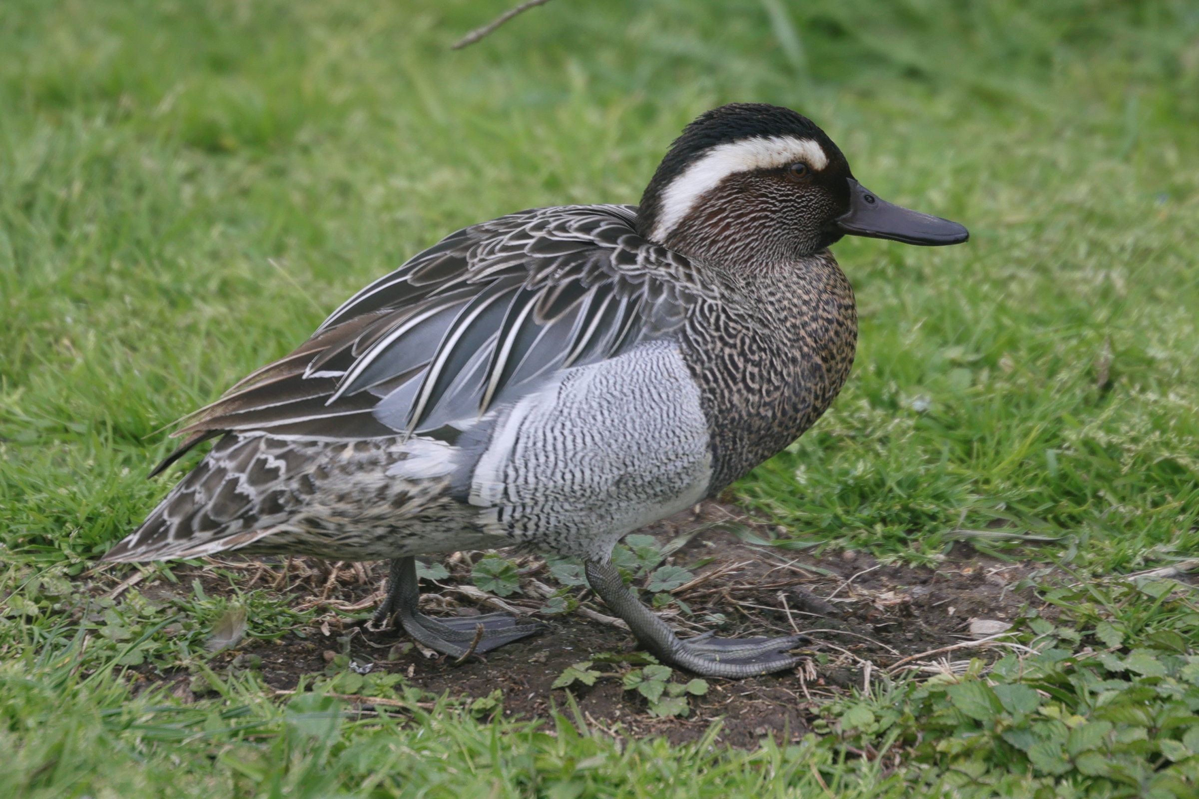 sarcelle_d-ete_-_anas_querquedula3md