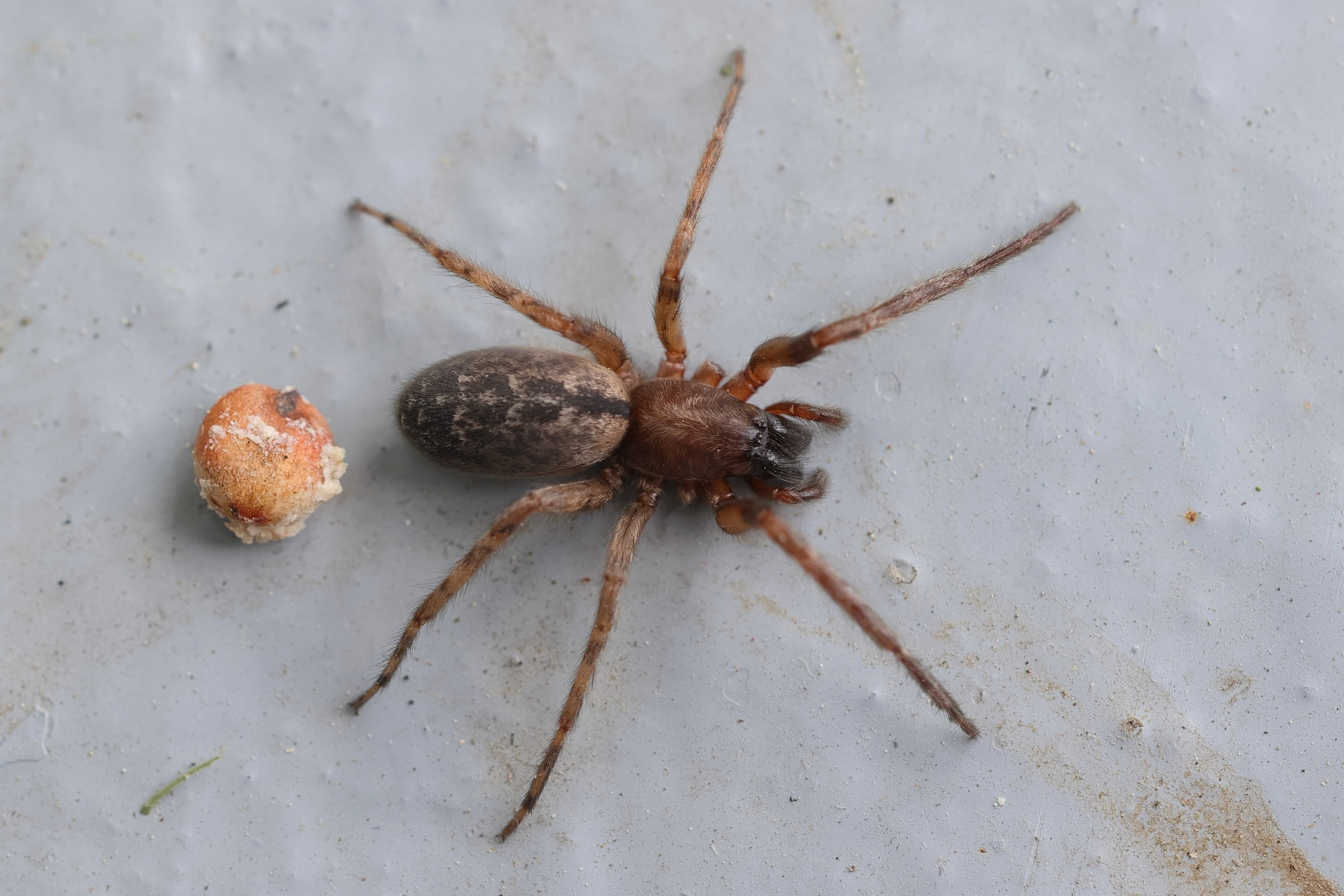 Afficher le média segestria_bavarica1md segestria_bavarica1md