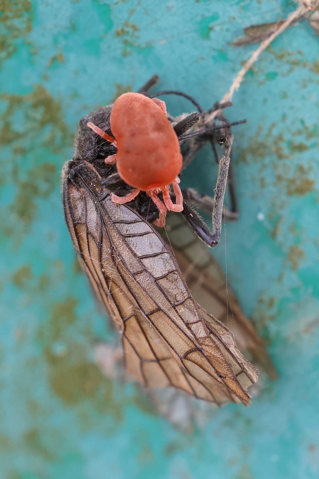 Afficher le média trombidium_holosericeum4md trombidium_holosericeum4md