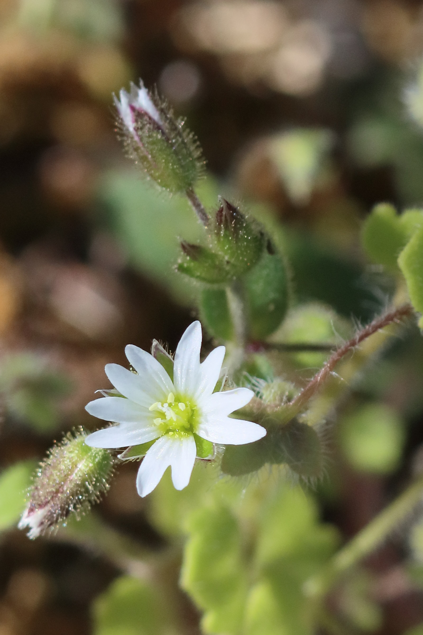 cerastium_pumilum1bd